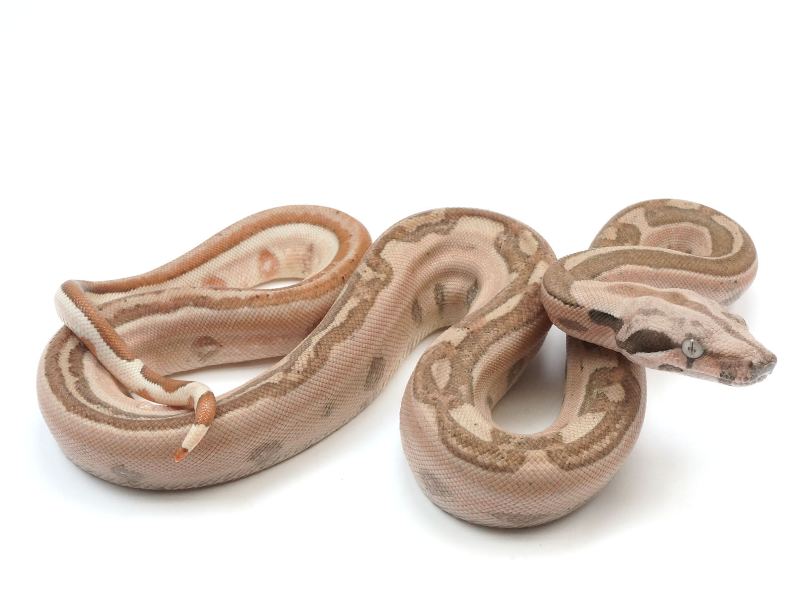 2023 Male Jungle Labyrinth 66% Het Kahl Albino 50% Het Anerythristic Boa Constrictor.