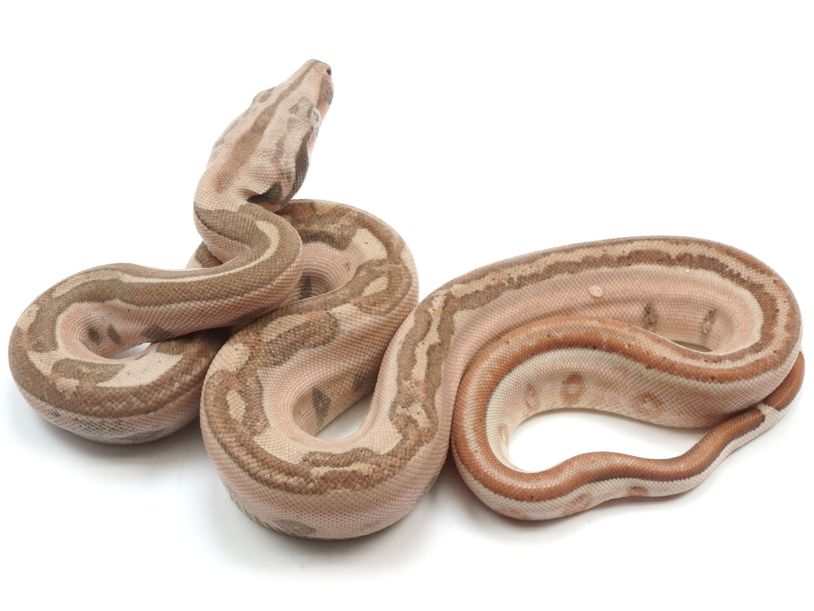 2023 Male Jungle Labyrinth 66% Het Kahl Albino 50% Het Anerythristic Boa Constrictor.