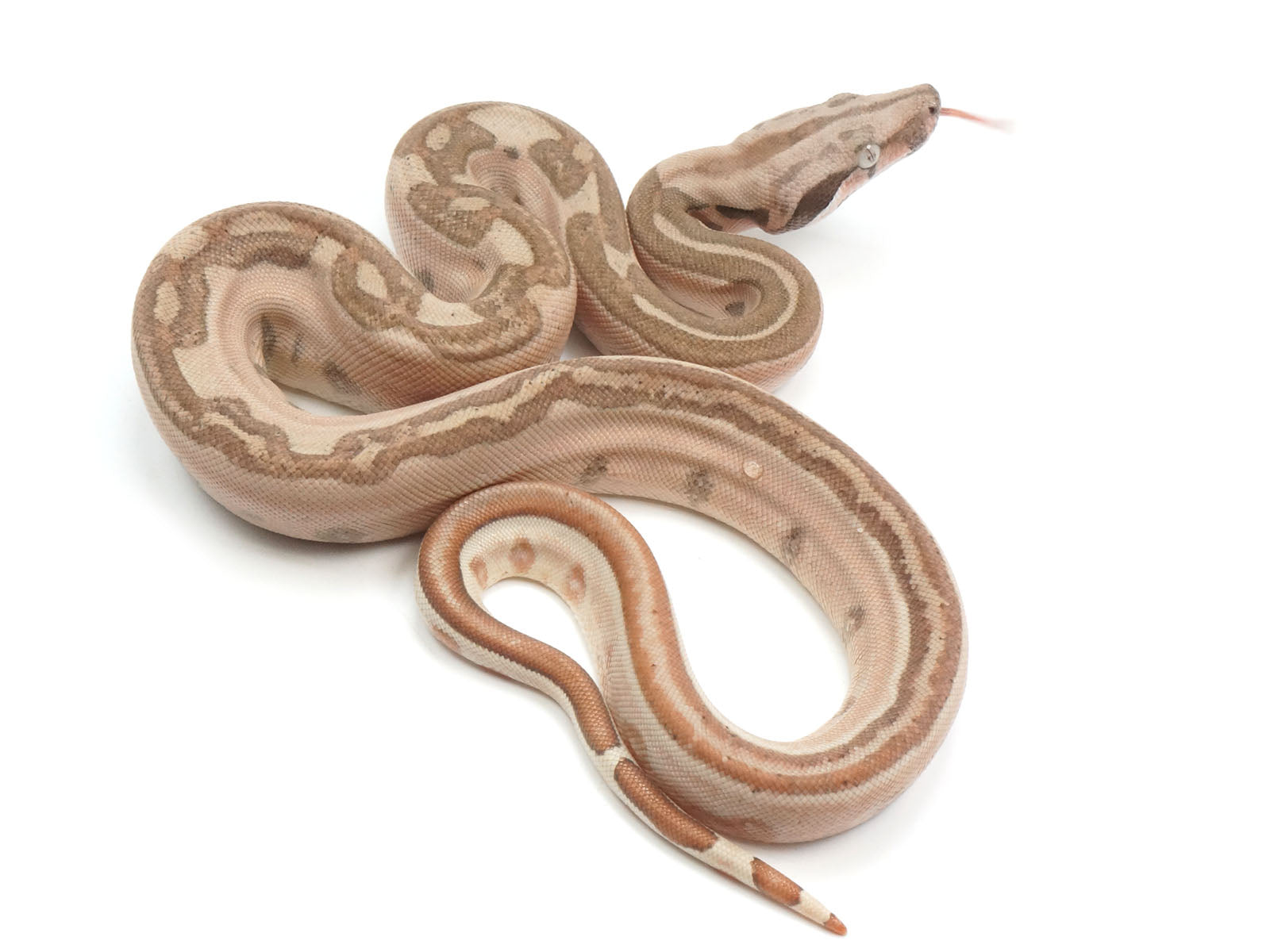 2023 Male Jungle Labyrinth 66% Het Kahl Albino 50% Het Anerythristic Boa Constrictor.