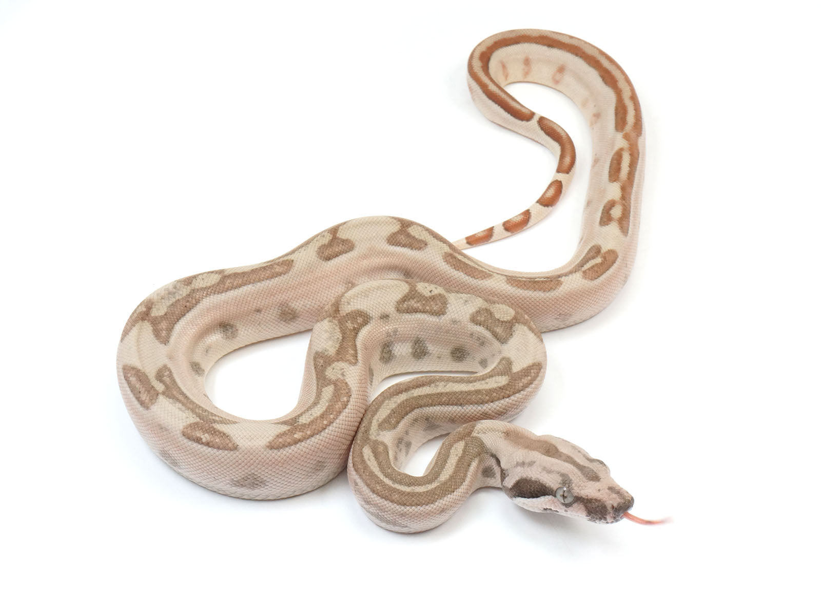 2023 Male Jungle Labyrinth 66% Het Kahl Albino 50% Het Anerythristic Boa Constrictor.