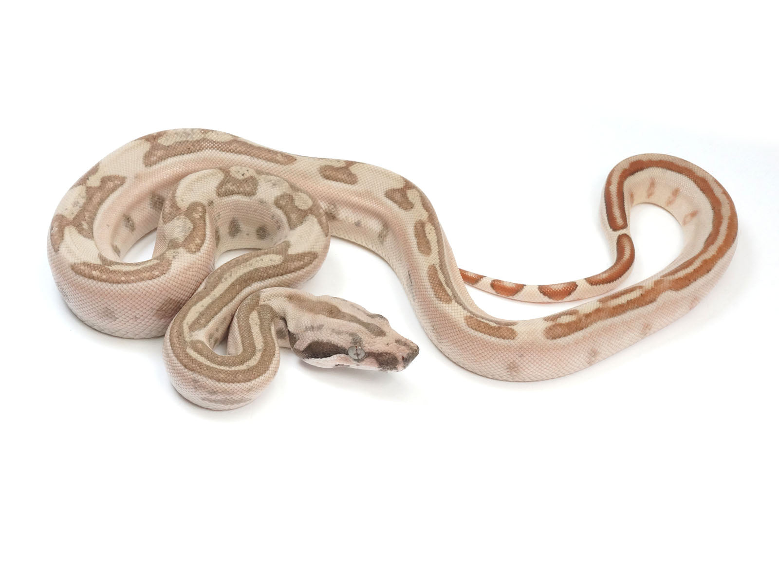 2023 Male Jungle Labyrinth 66% Het Kahl Albino 50% Het Anerythristic Boa Constrictor.