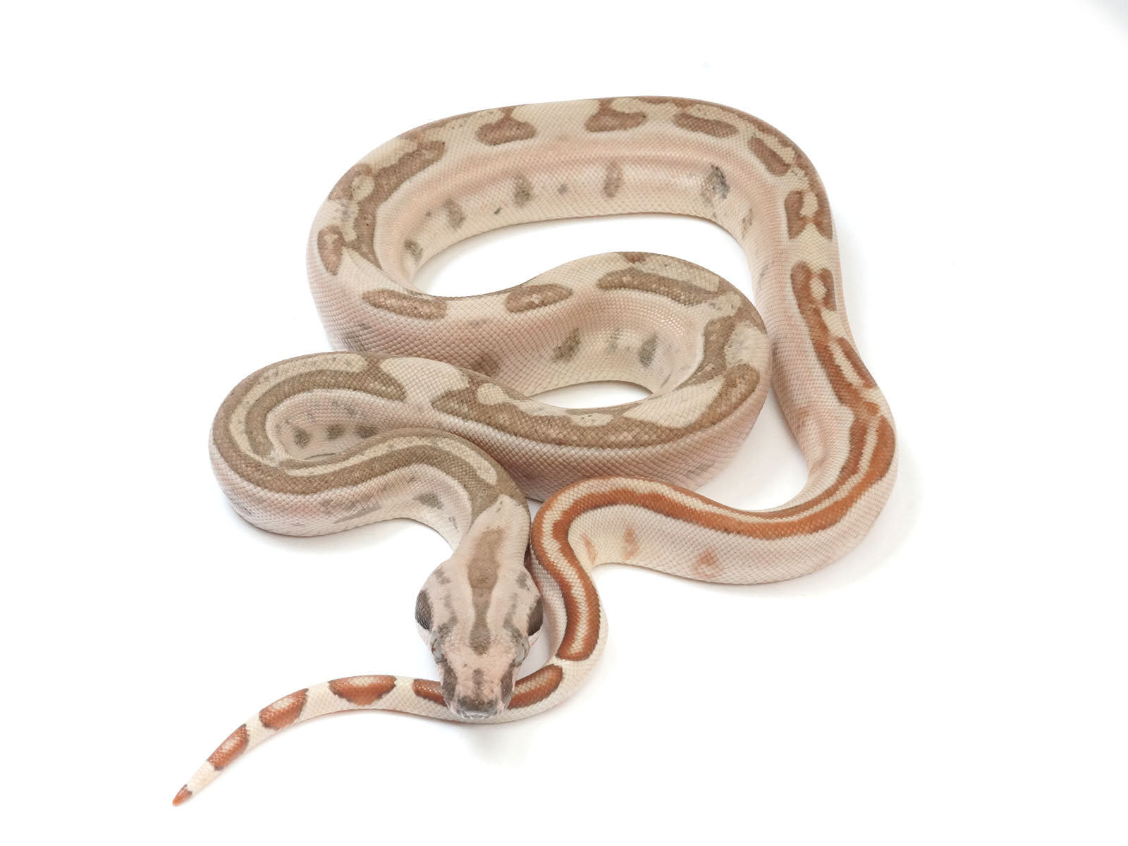 2023 Male Jungle Labyrinth 66% Het Kahl Albino 50% Het Anerythristic Boa Constrictor.