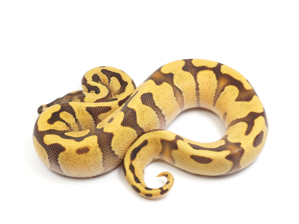 Pastel Enchi Palhaco Bola Python