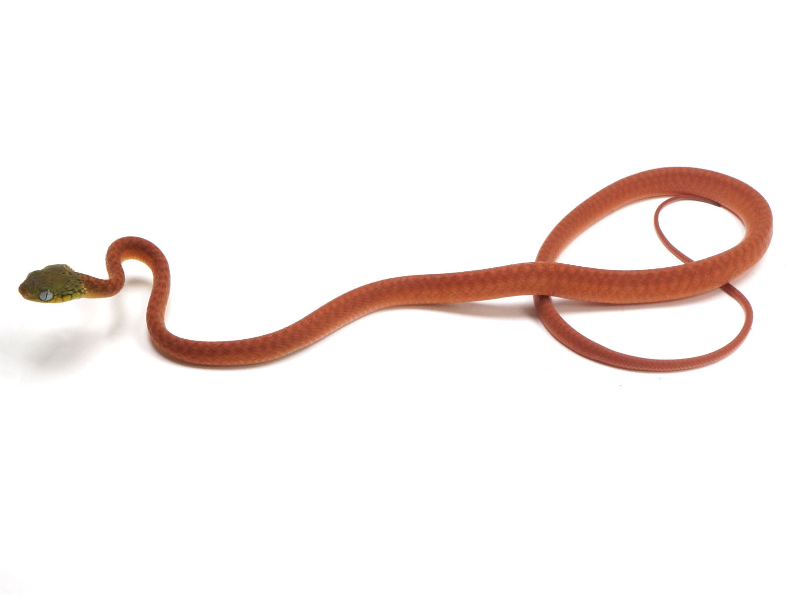2024 Male CBB Boiga Cyanea (Green-Eyed Cat Snake)