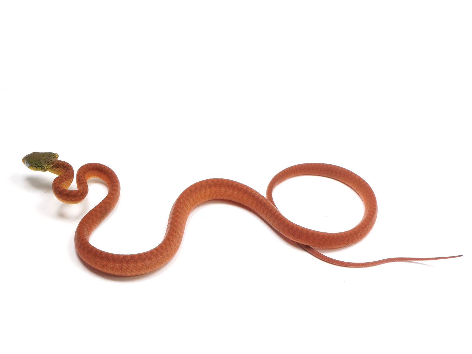 2024 Male CBB Boiga Cyanea (Green-Eyed Cat Snake)