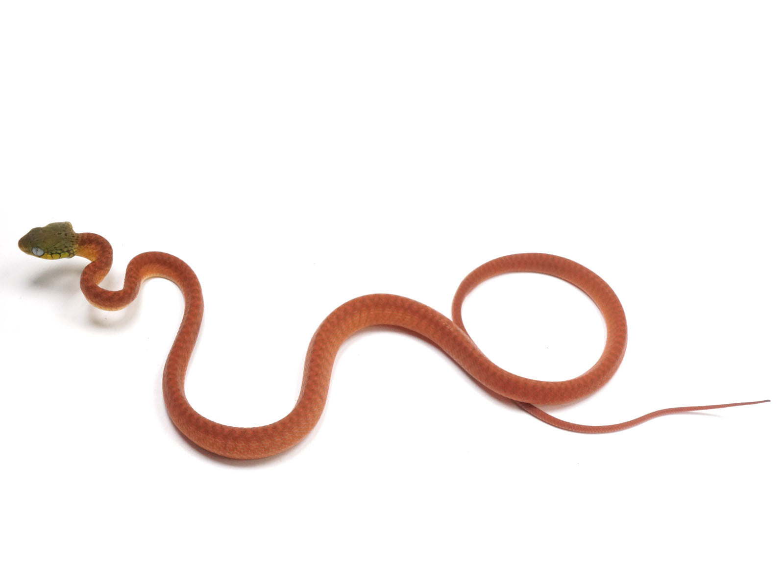 2024 Male CBB Boiga Cyanea (Green-Eyed Cat Snake)