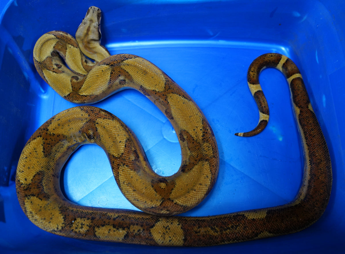 2020 Male Adult Hypo Jungle 66% Double Het Kahl Albino & Het Blood Boa.