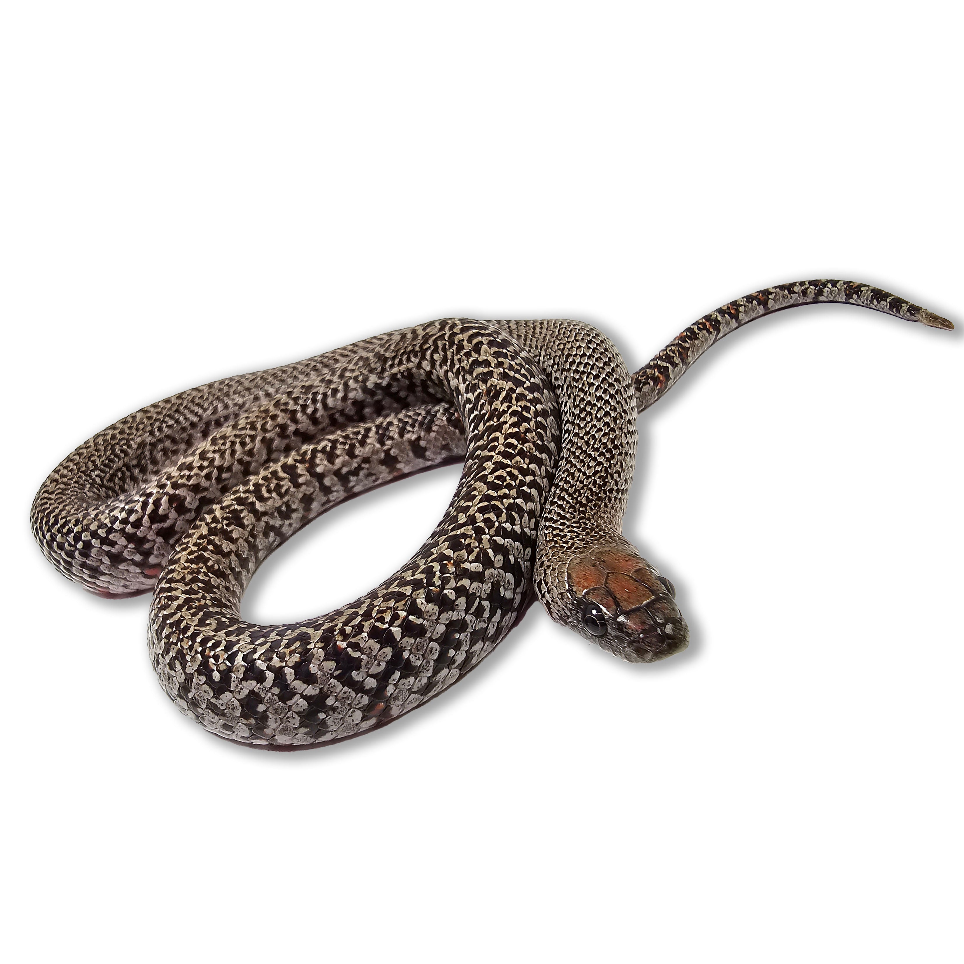 2023 Male Granite Mex Mex King Snake - San Luis Potosi (Lampropeltis mexicana)