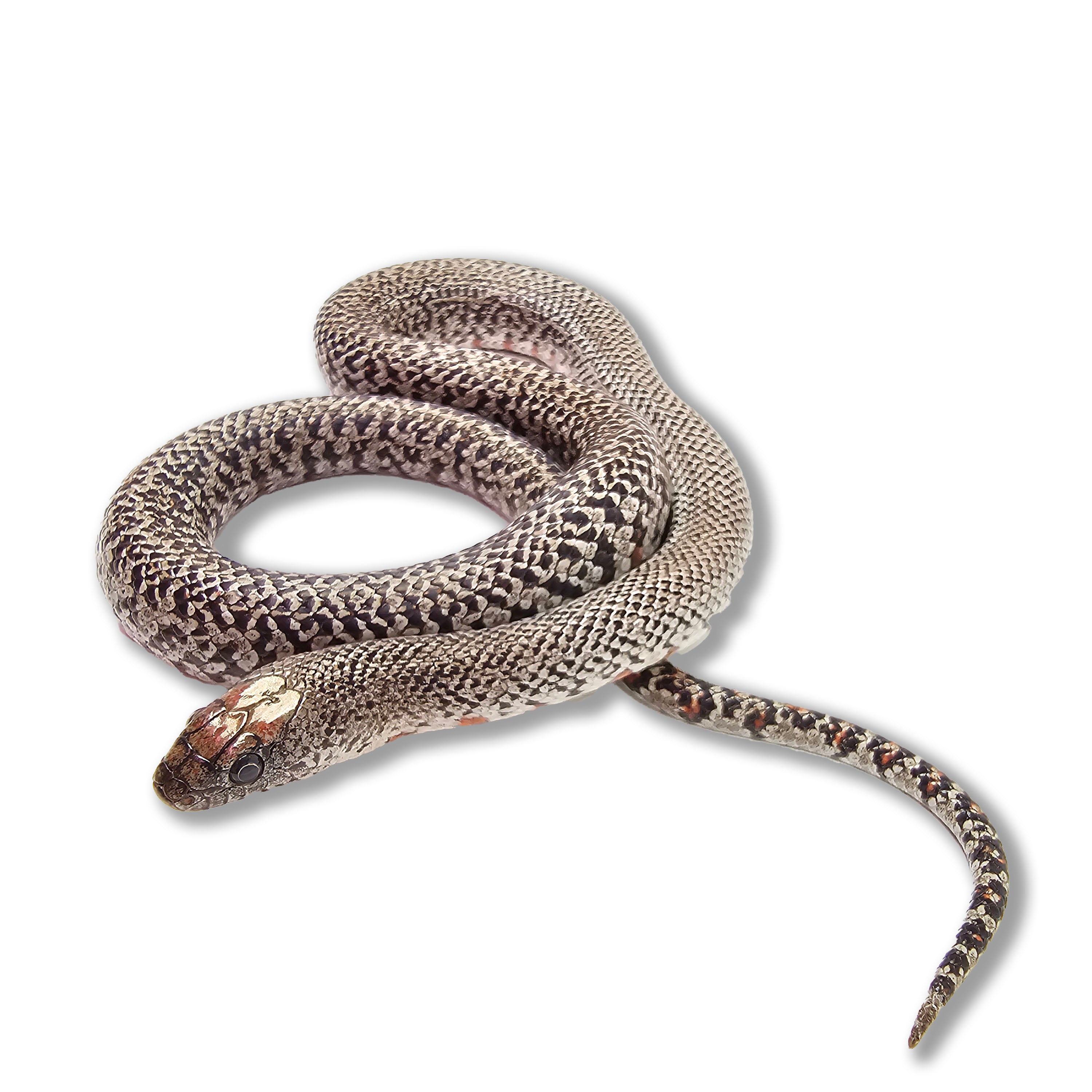 2023 Male Granite Mex Mex King Snake - San Luis Potosi (Lampropeltis mexicana)