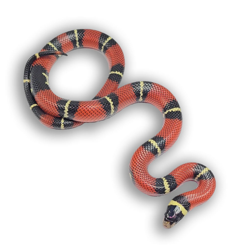 2023 Female Het Splotched Sinaloan Milk Snake