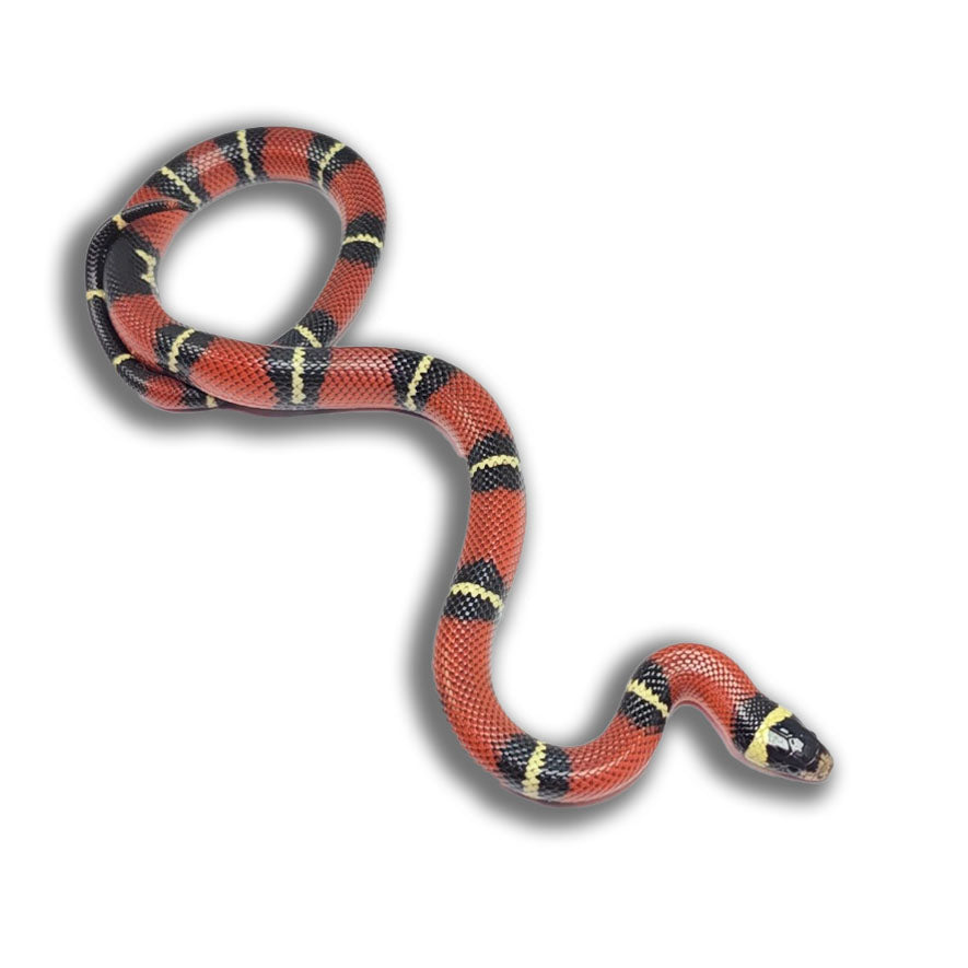 2023 Female Het Splotched Sinaloan Milk Snake