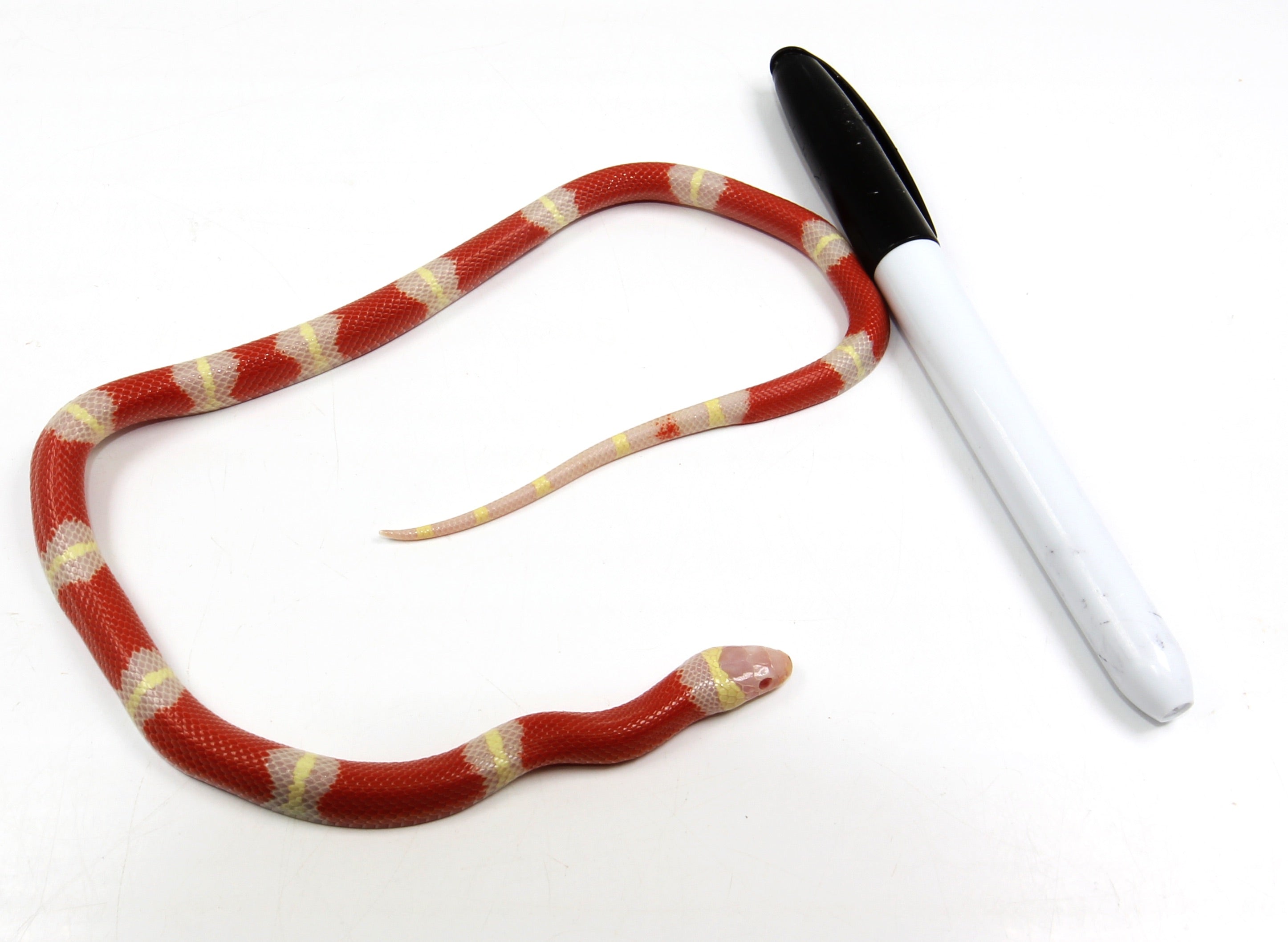 2023 Male Albino Sinaloan Milk Snake