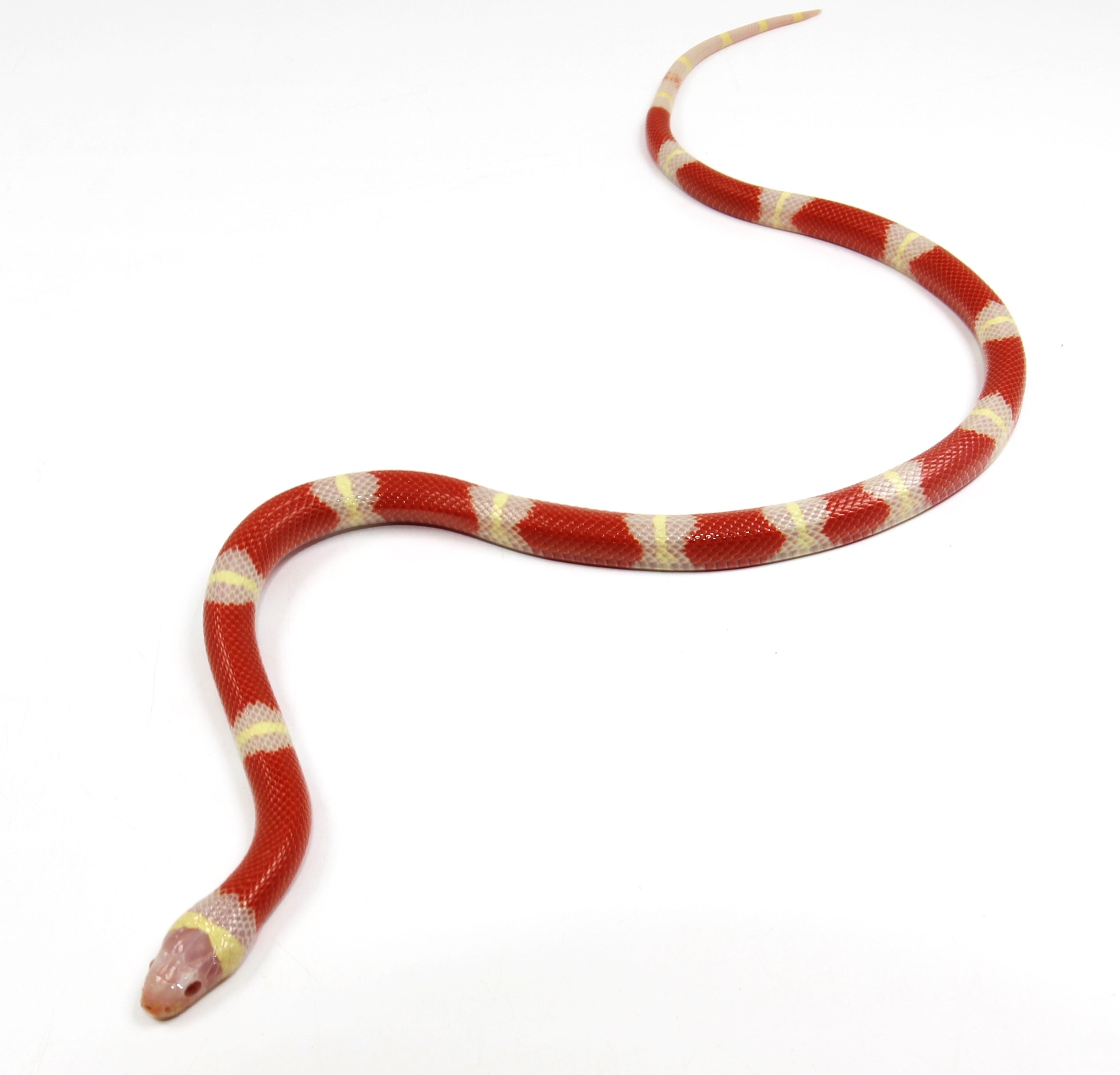 2023 Male Albino Sinaloan Milk Snake