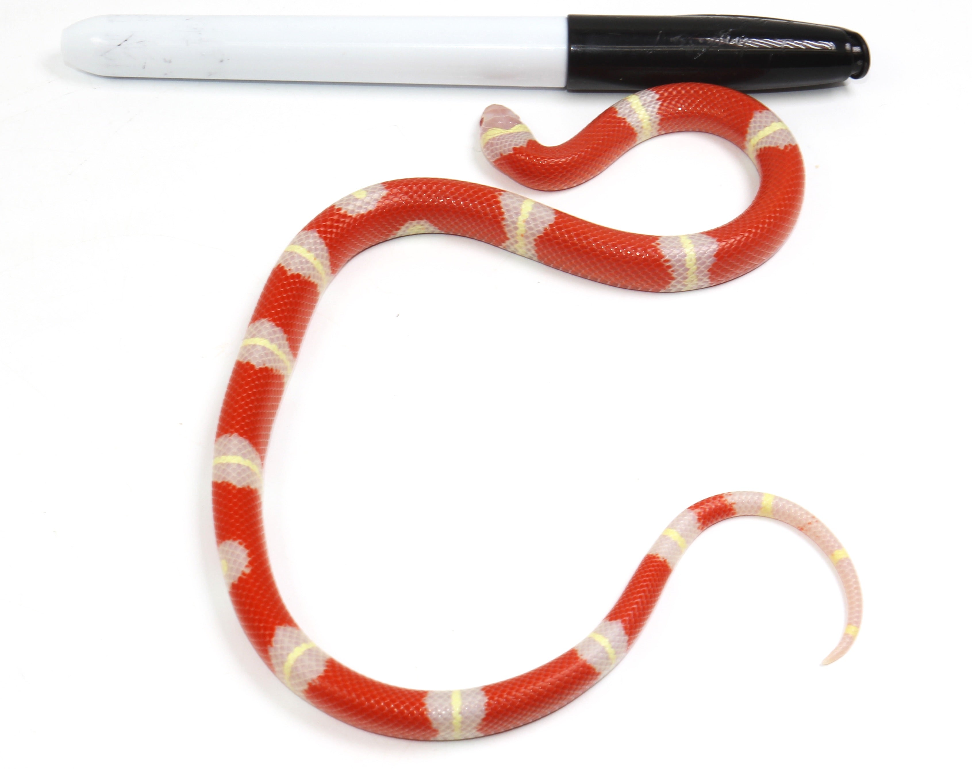 2023 Female Albino Sinaloan Milk Snake