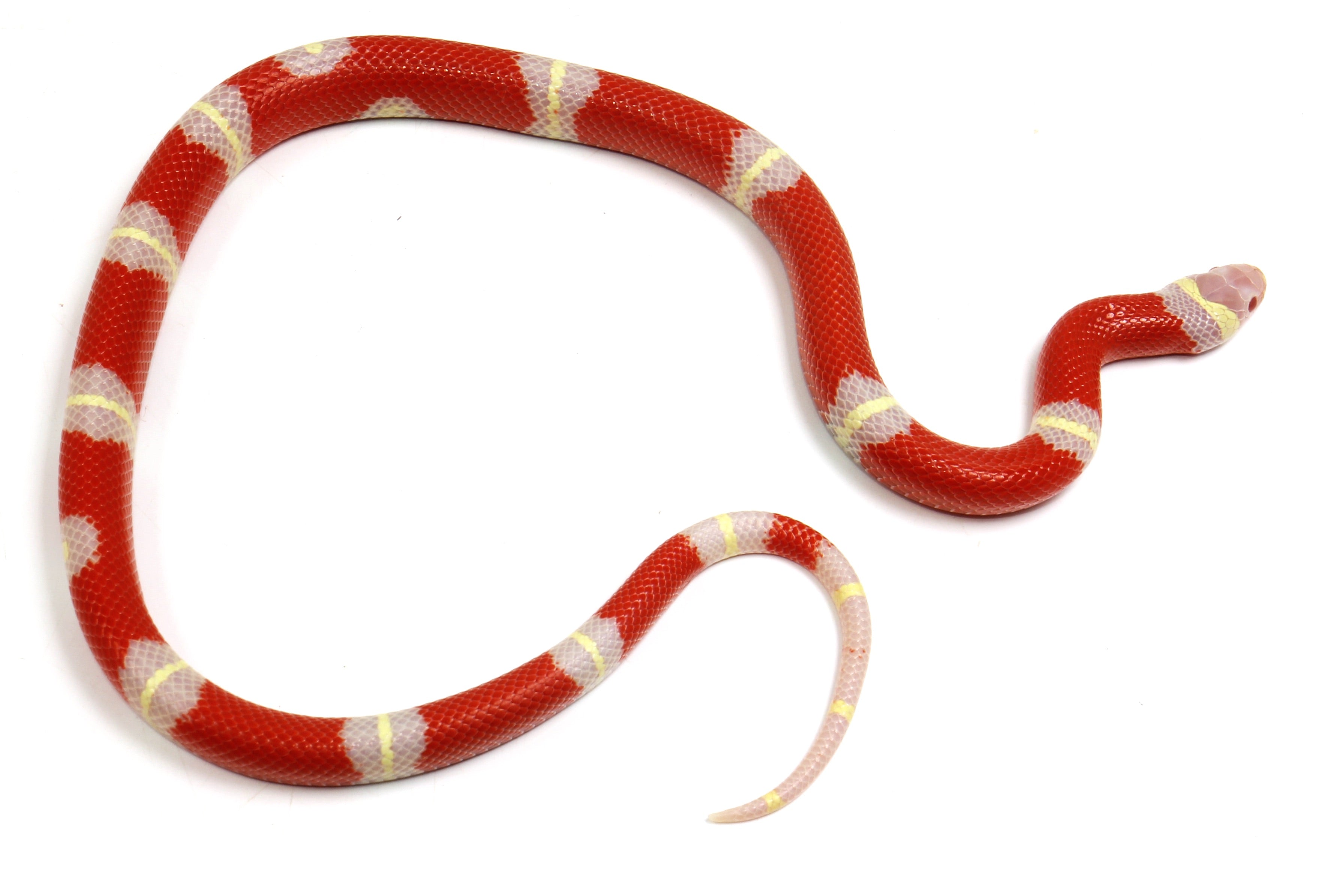 2023 Female Albino Sinaloan Milk Snake