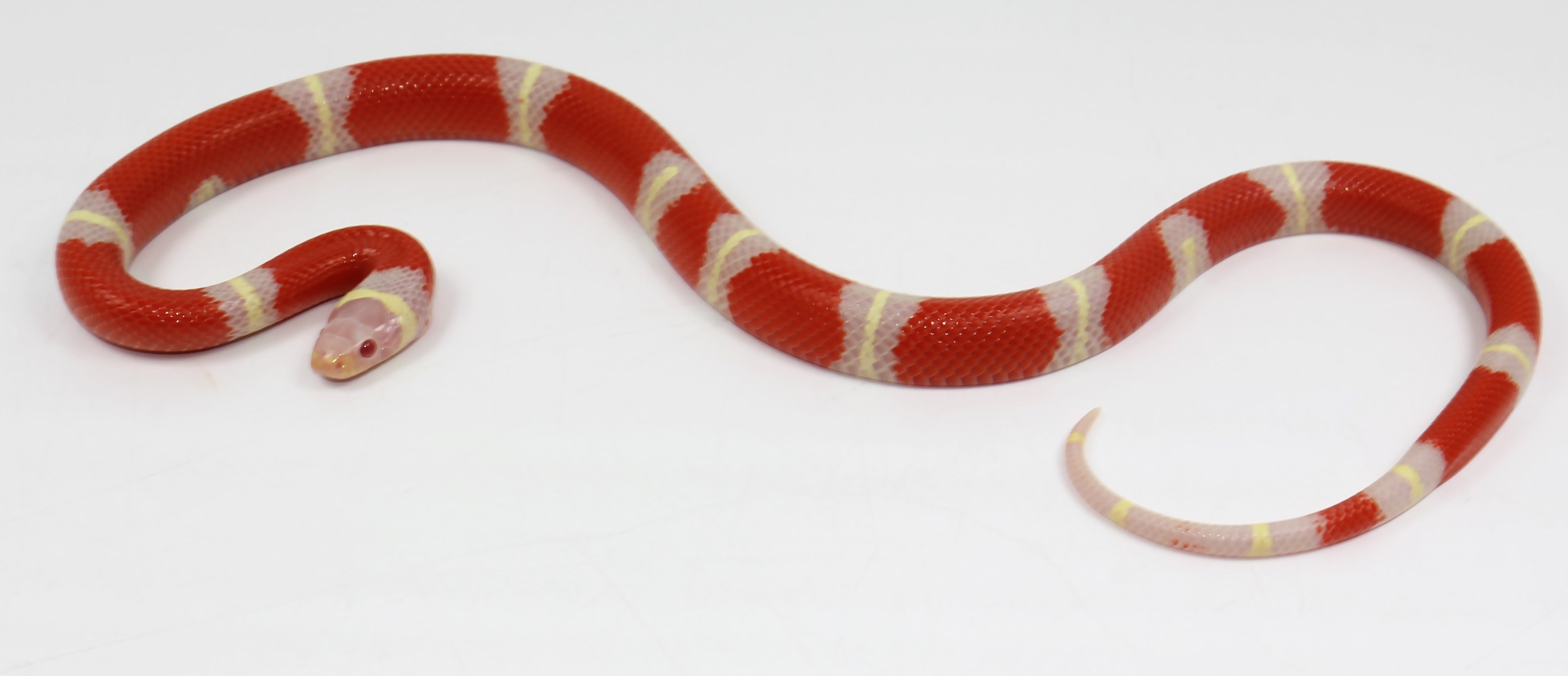 2023 Female Albino Sinaloan Milk Snake