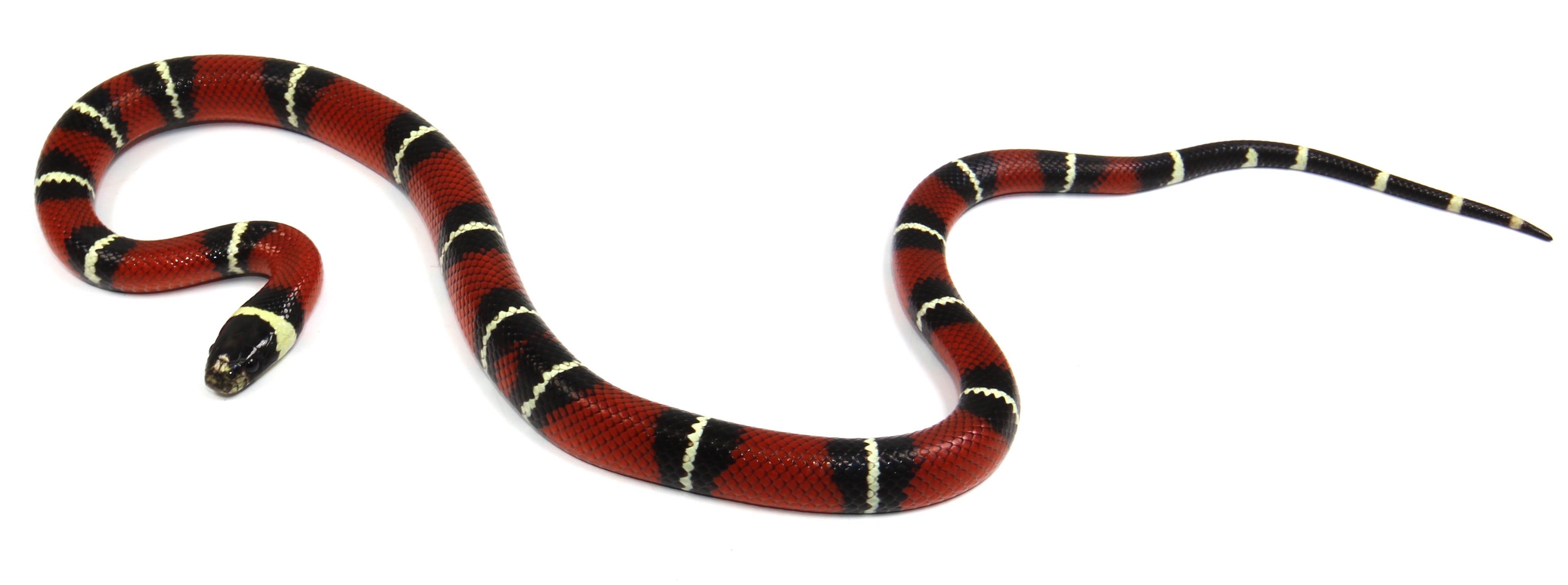 2023 Male Sinaloan Milk Snake