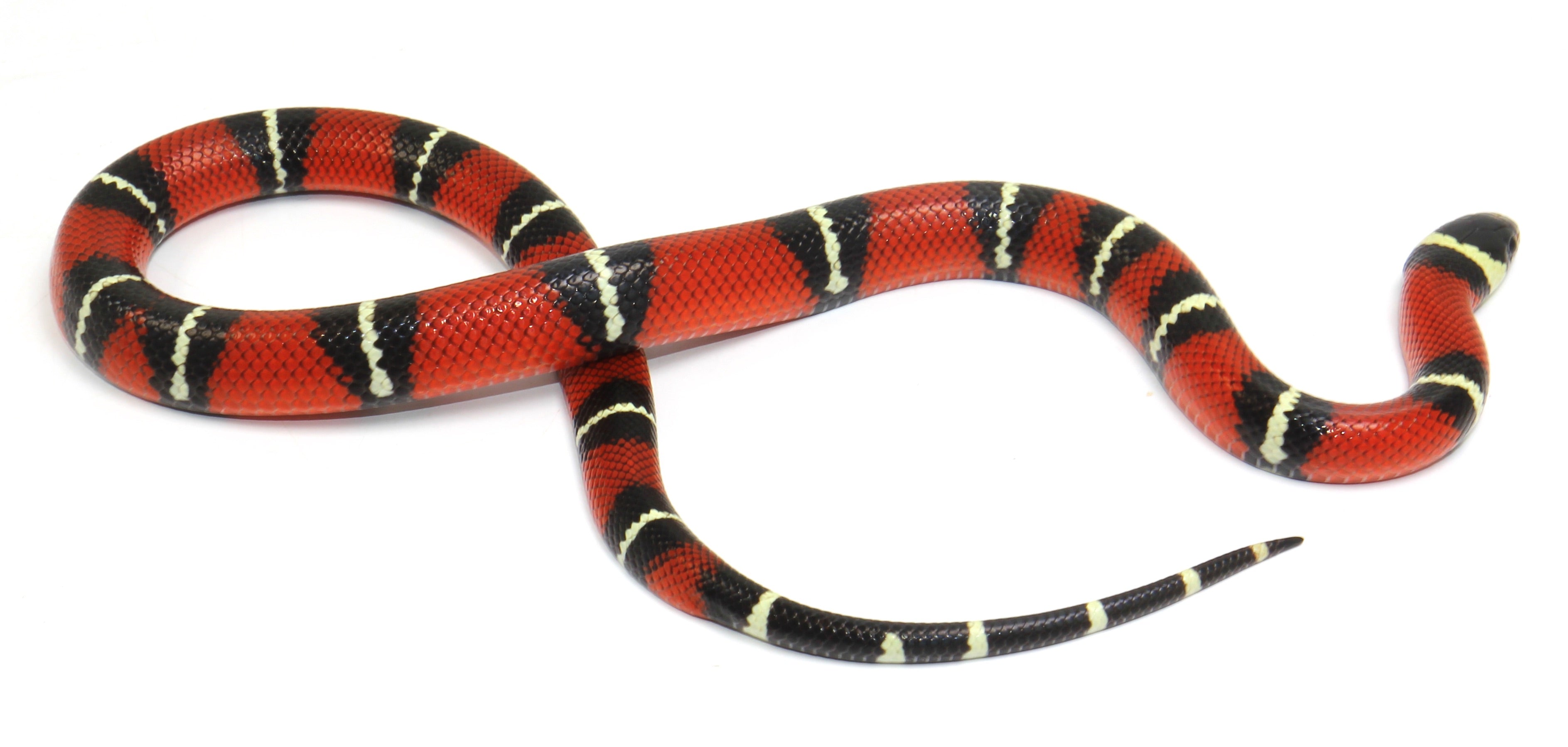 2023 Male Sinaloan Milk Snake
