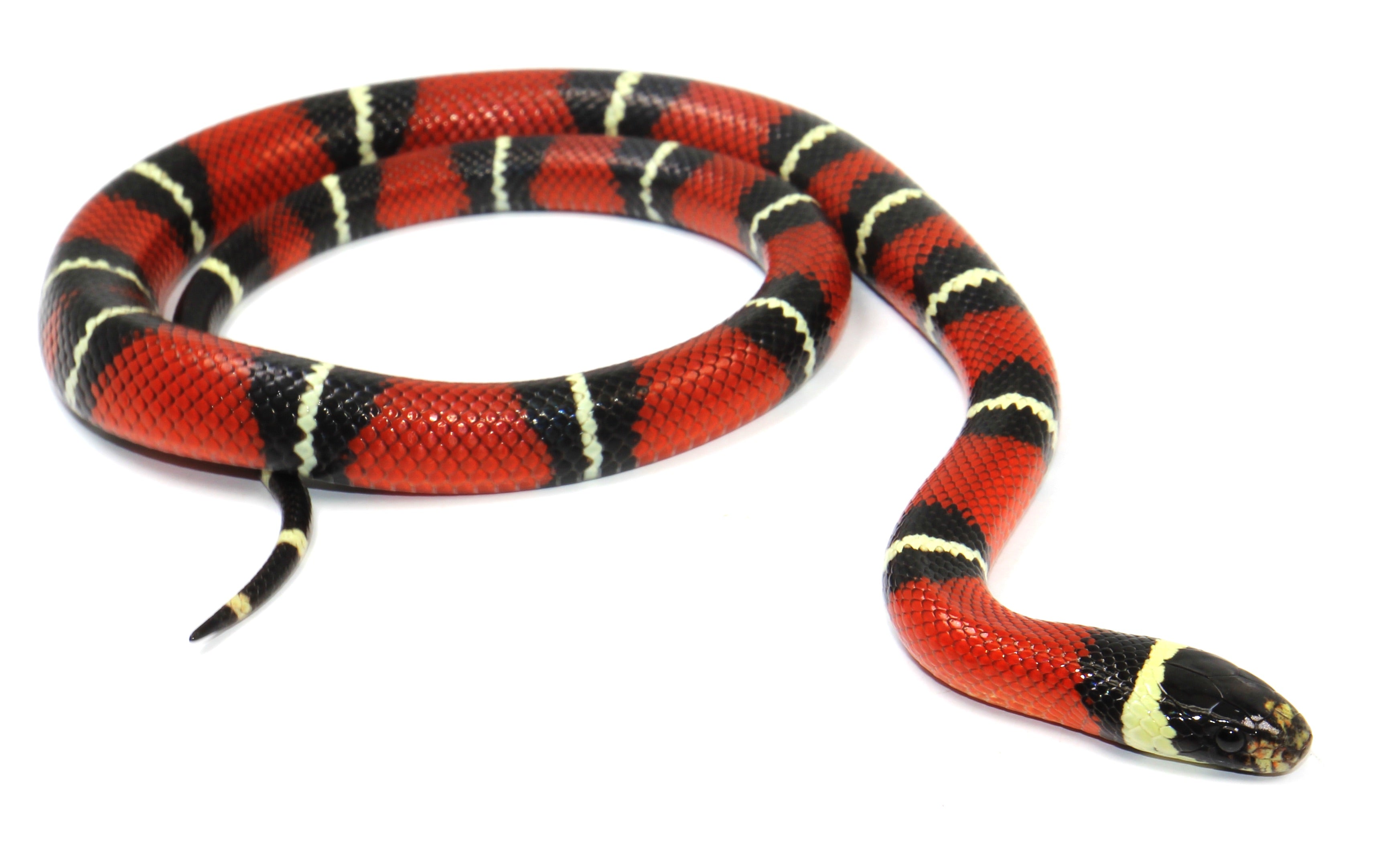 2023 Male Sinaloan Milk Snake
