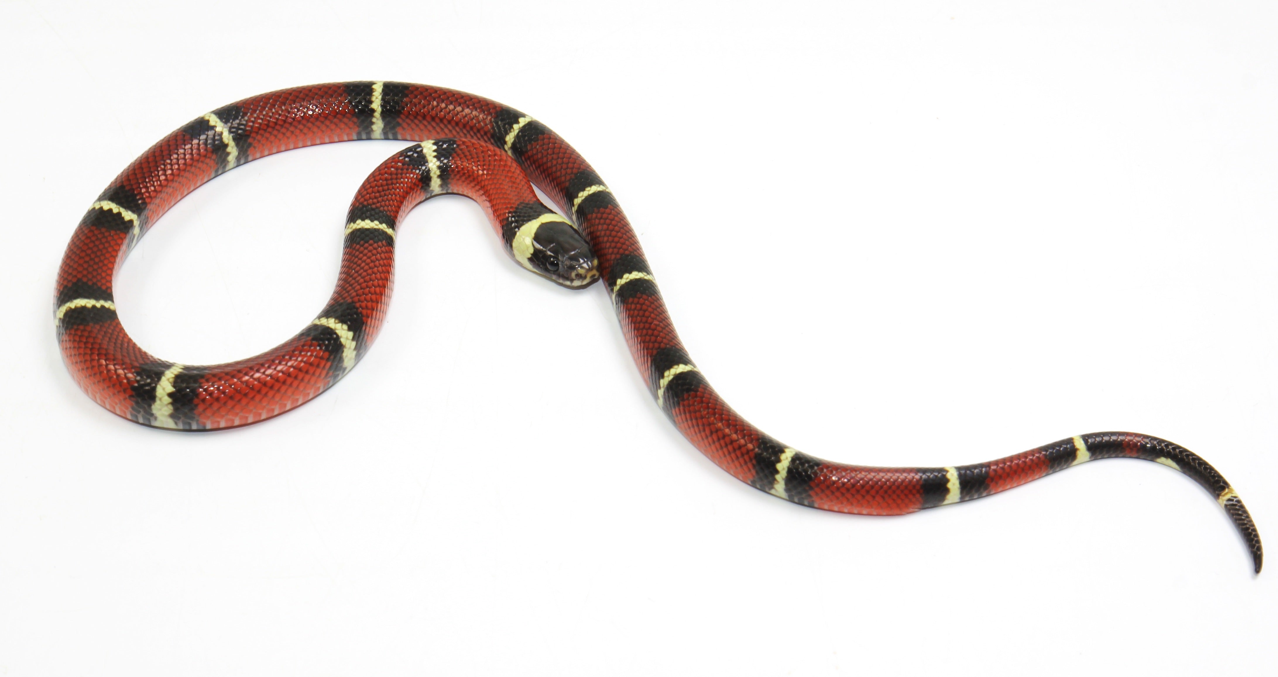2023 Female Sinaloan Milk Snake