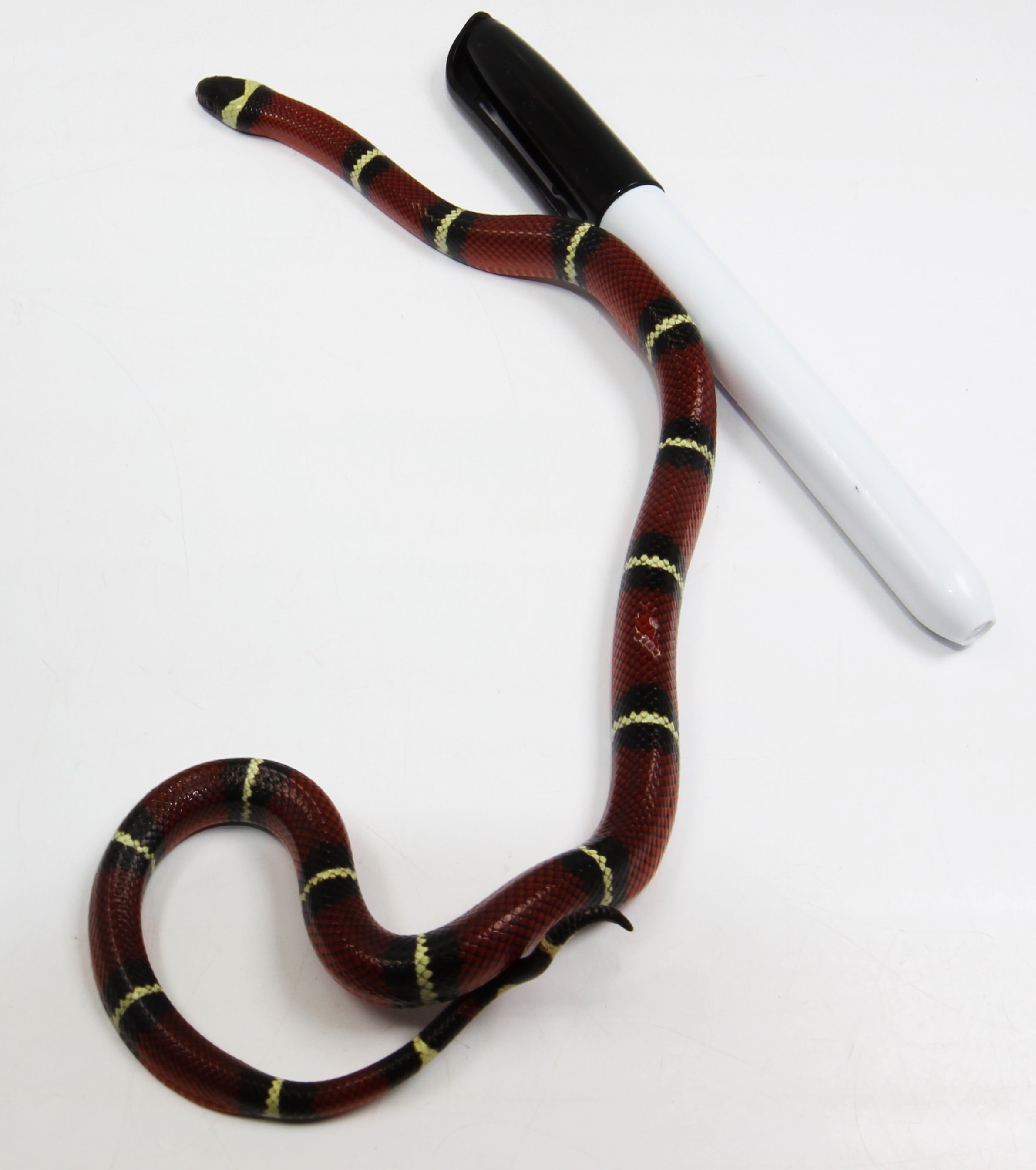 2023 Female Sinaloan Milk Snake