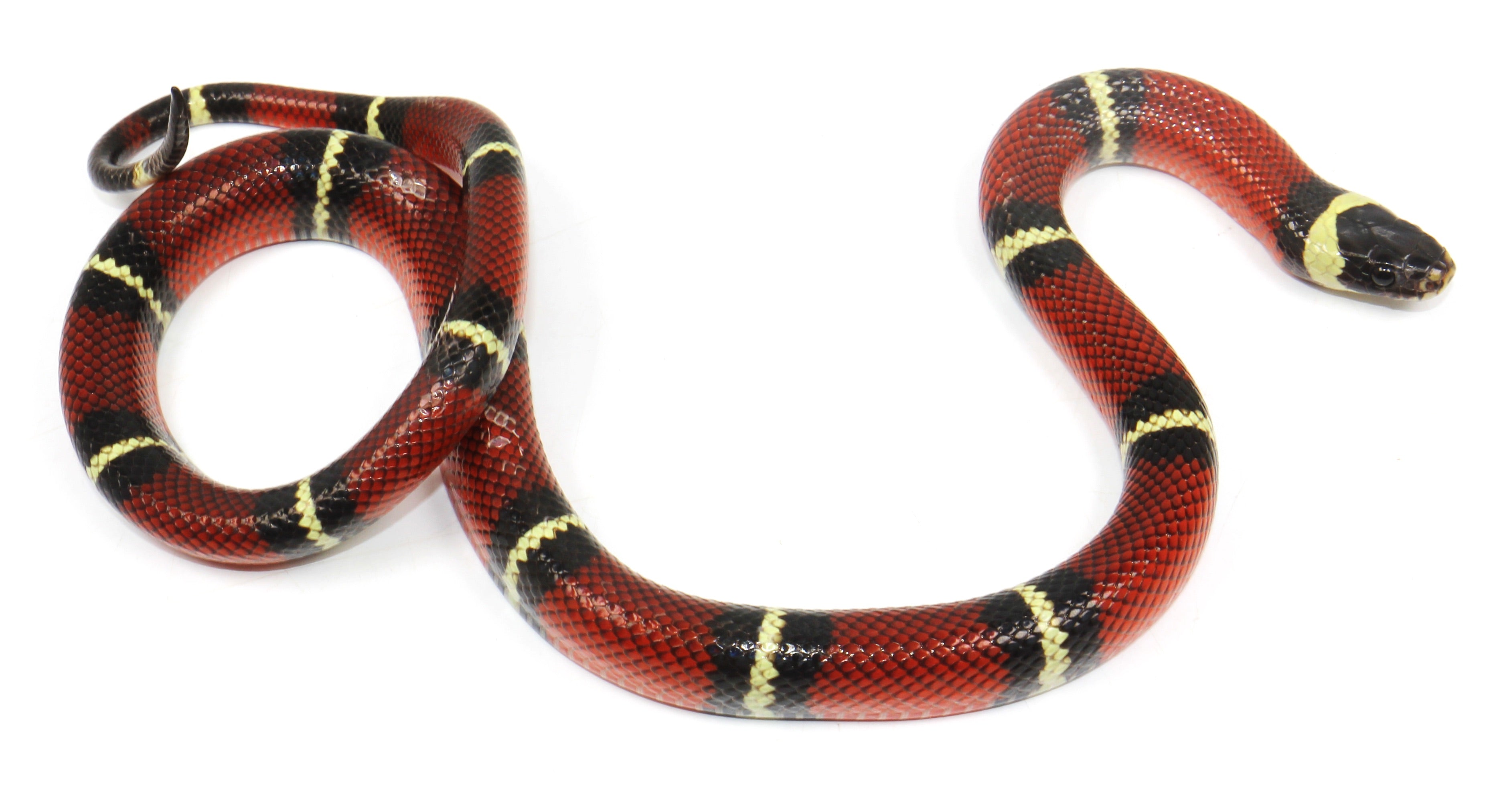 2023 Female Sinaloan Milk Snake