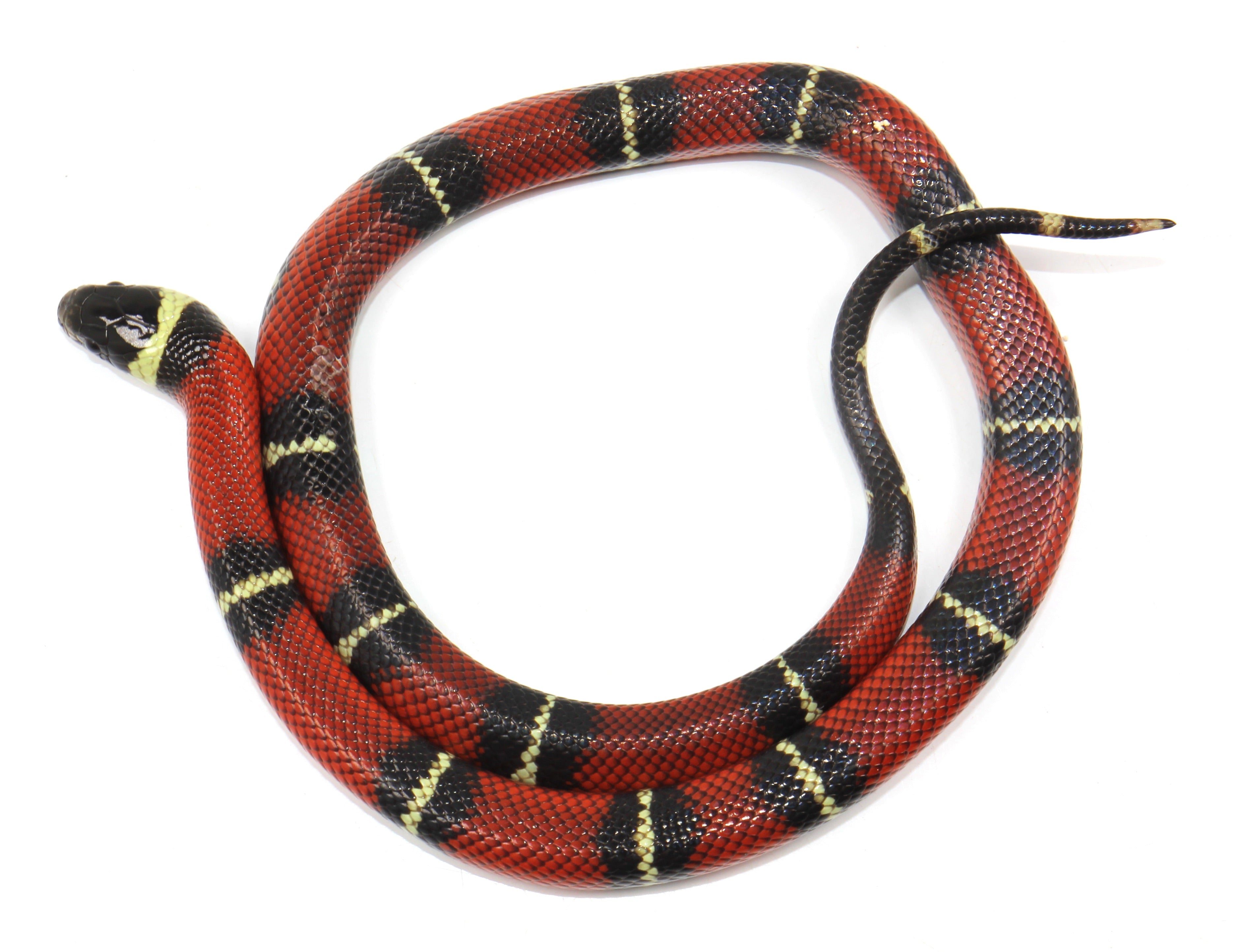 2023 Female Sinaloan Milk Snake