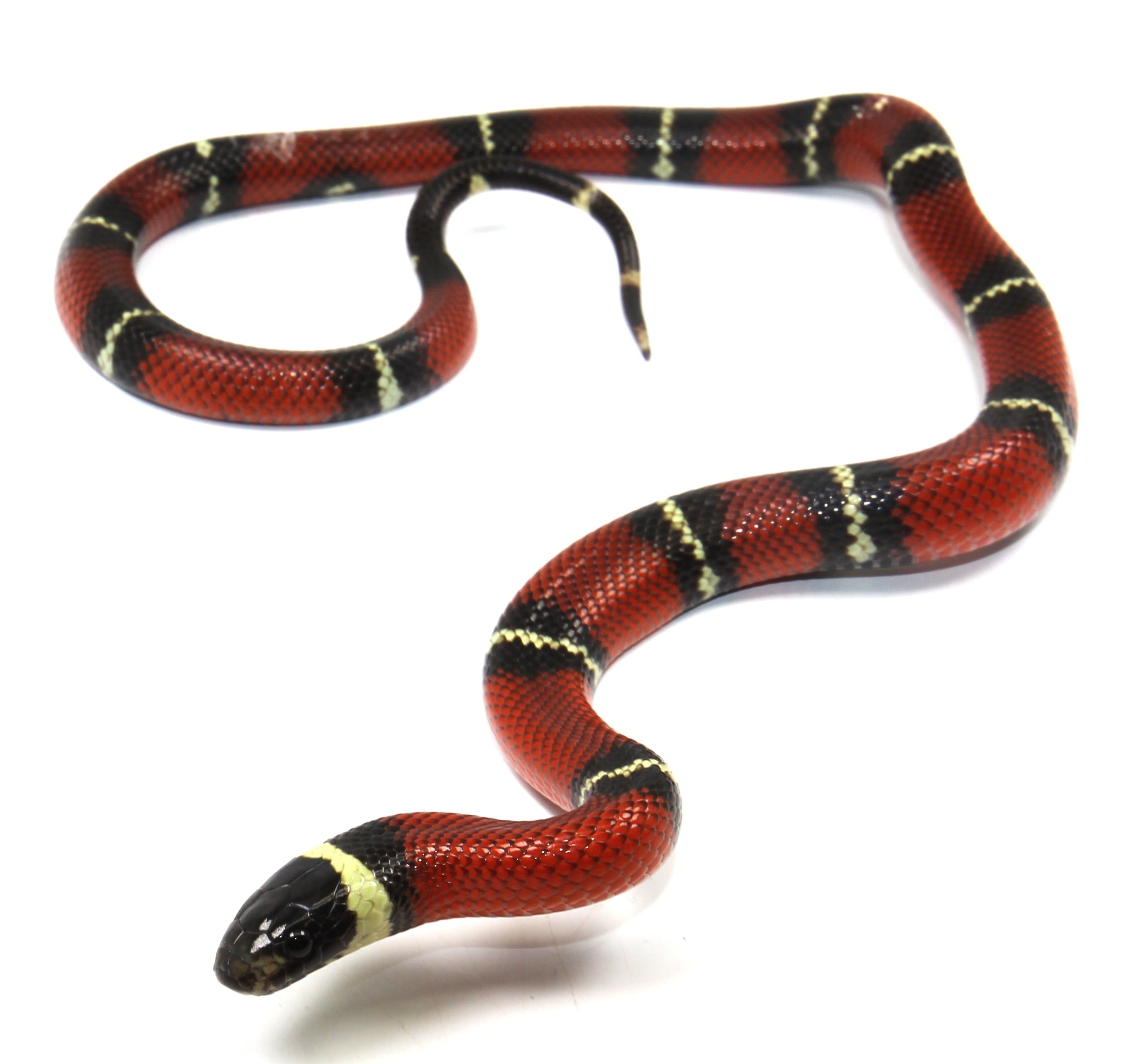 2023 Female Sinaloan Milk Snake