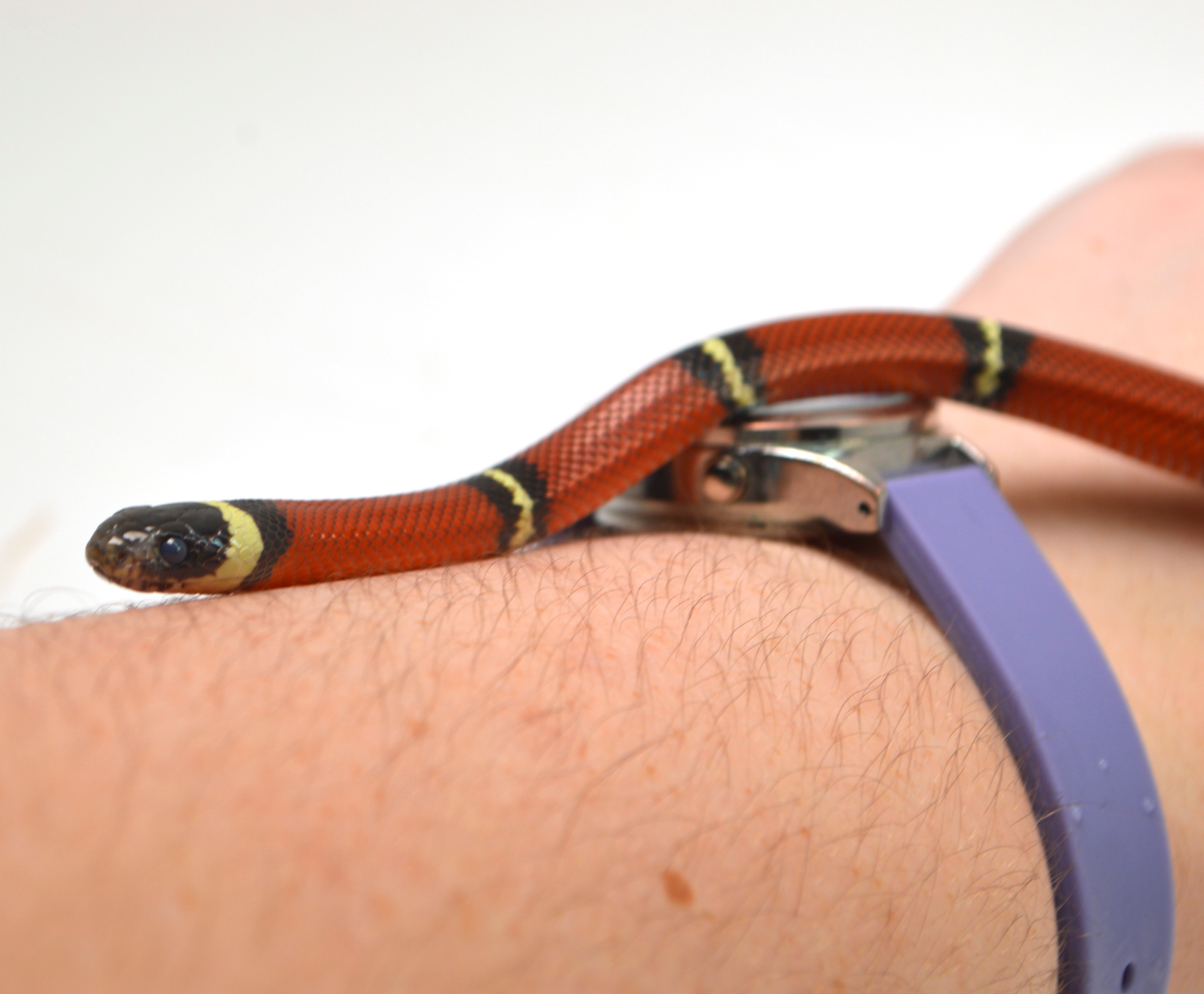 2024 Unsexed Sinaloan Milk Snake