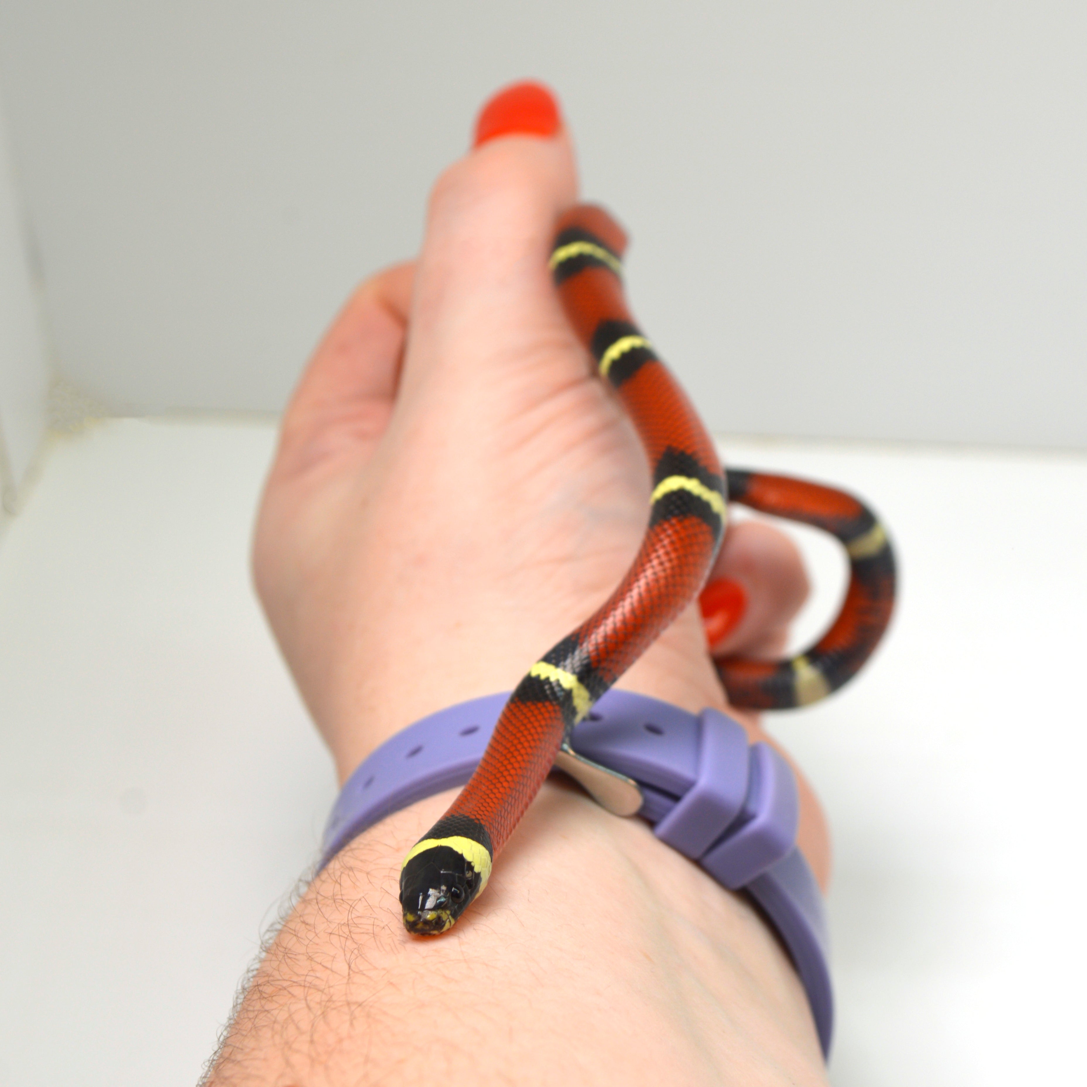 2024 Unsexed Sinaloan Milk Snake