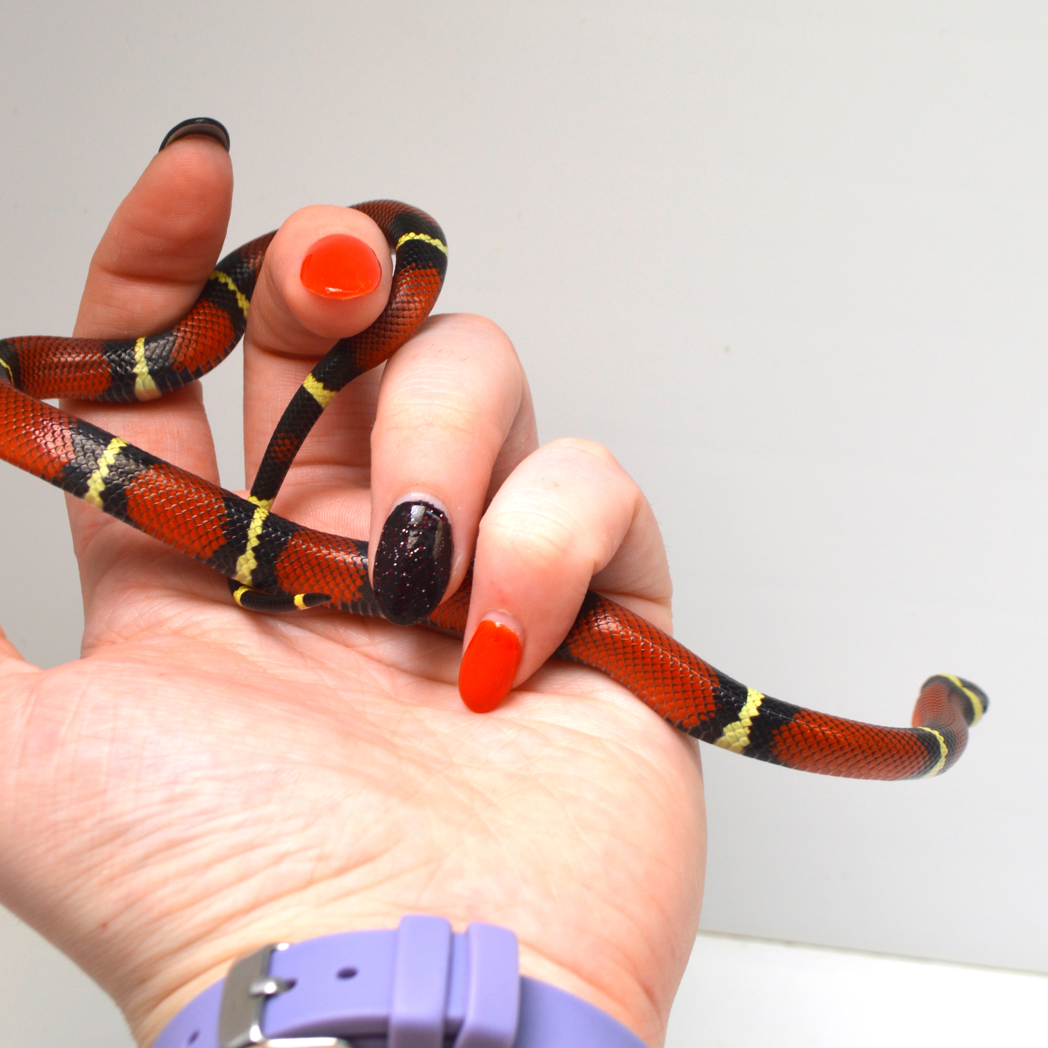 2024 Unsexed Sinaloan Milk Snake