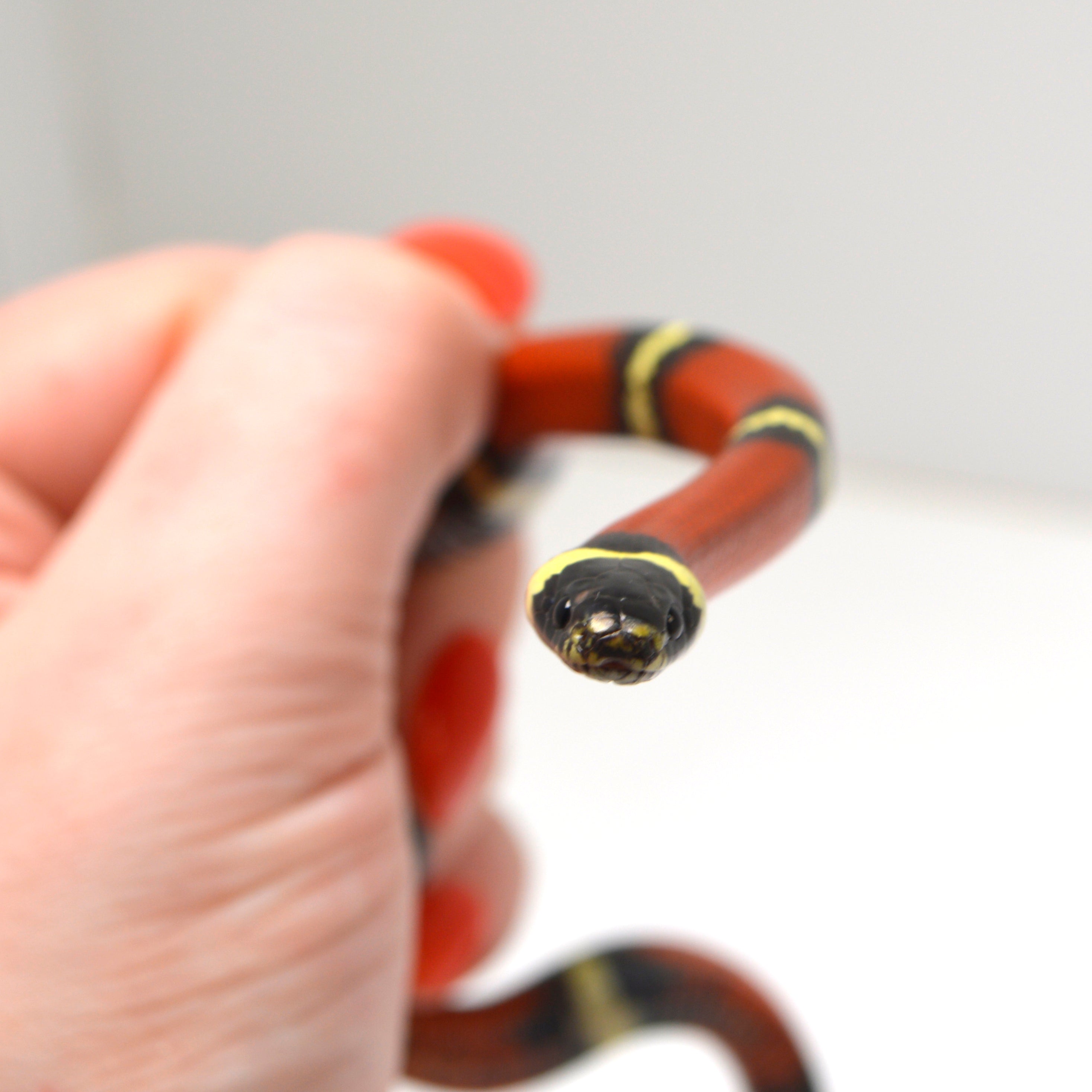 2024 Unsexed Sinaloan Milk Snake