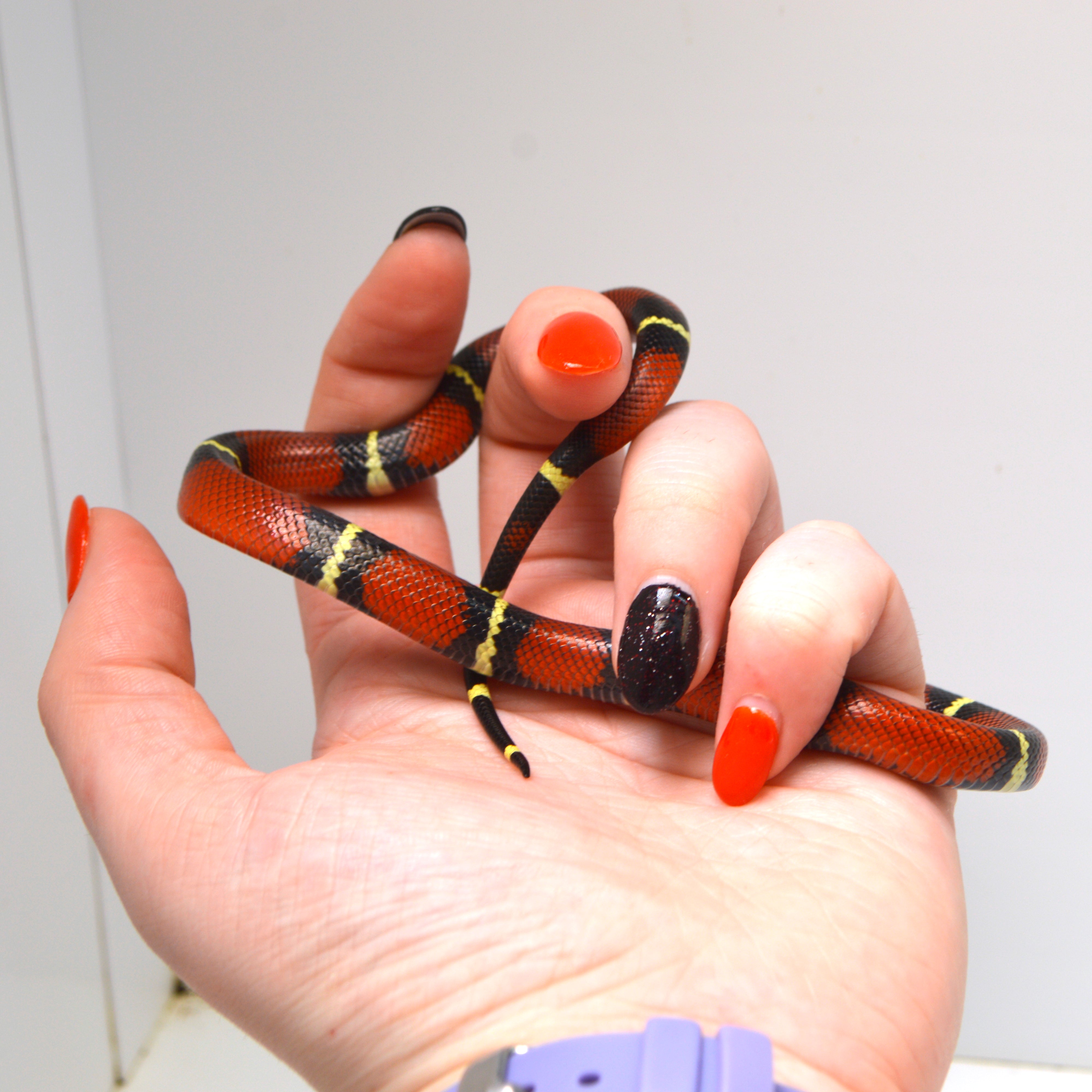 2024 Unsexed Sinaloan Milk Snake