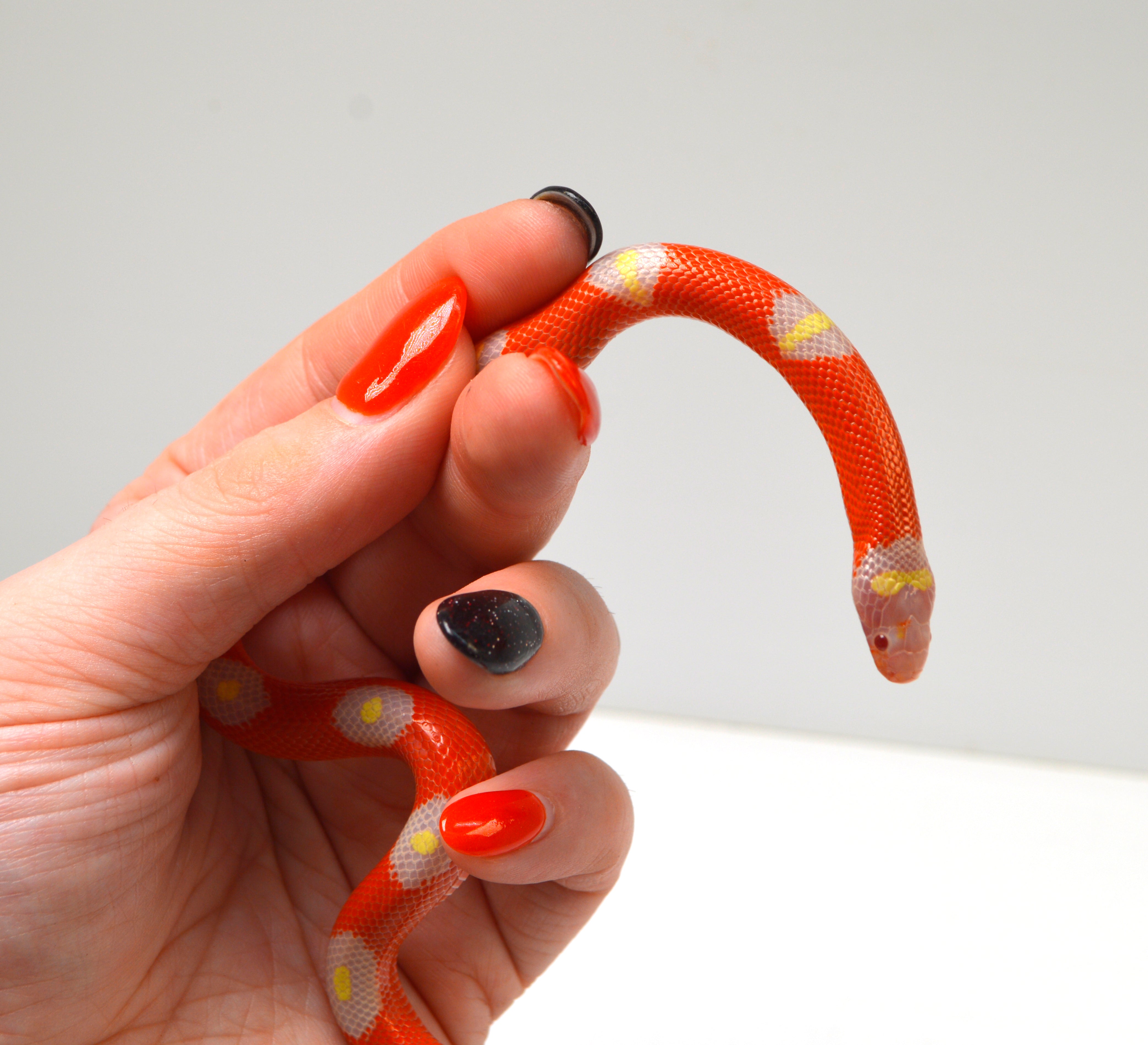 2024 Unsexed Albino Blotched Sinaloan Milk Snake