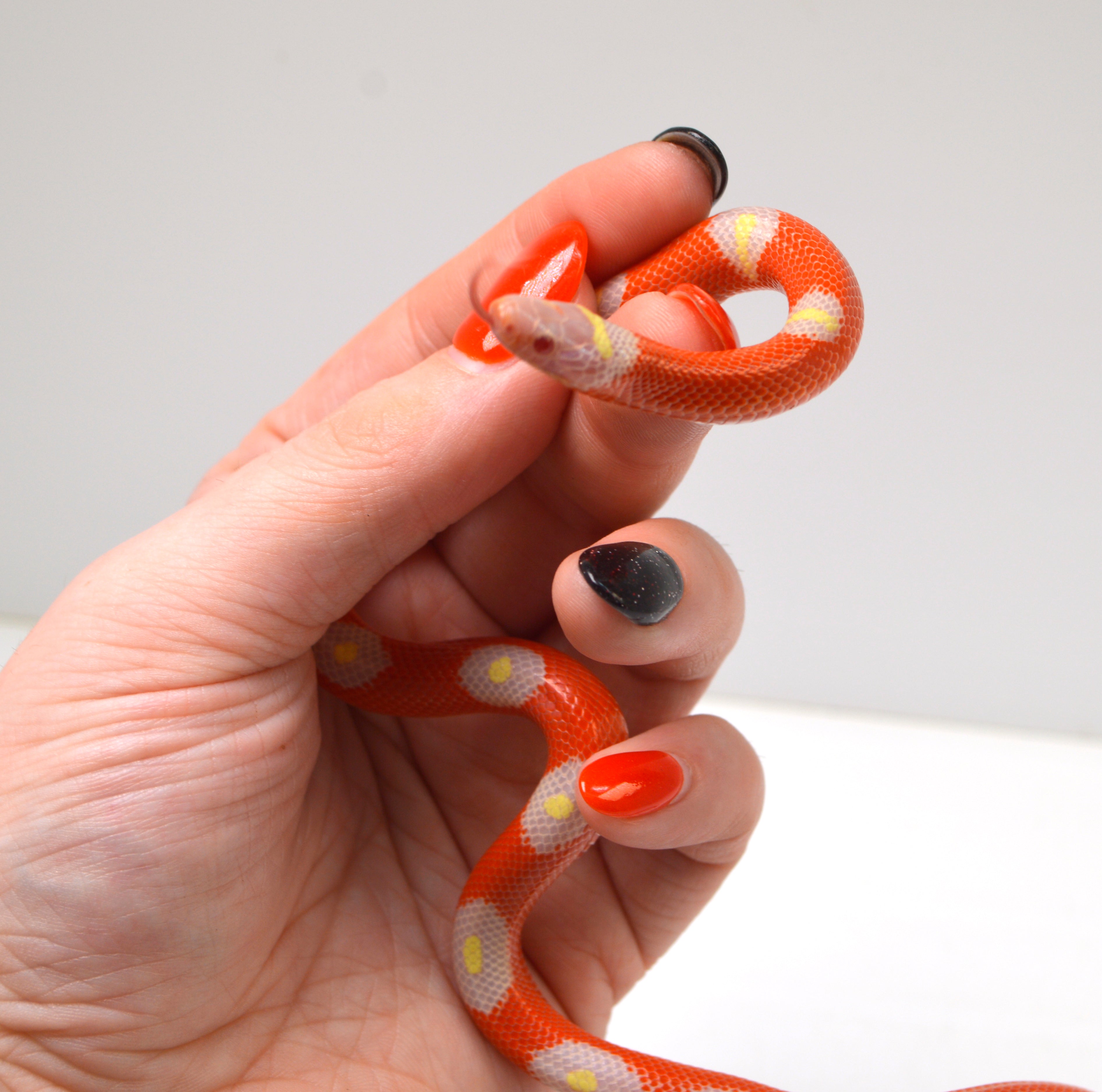 2024 Unsexed Albino Blotched Sinaloan Milk Snake