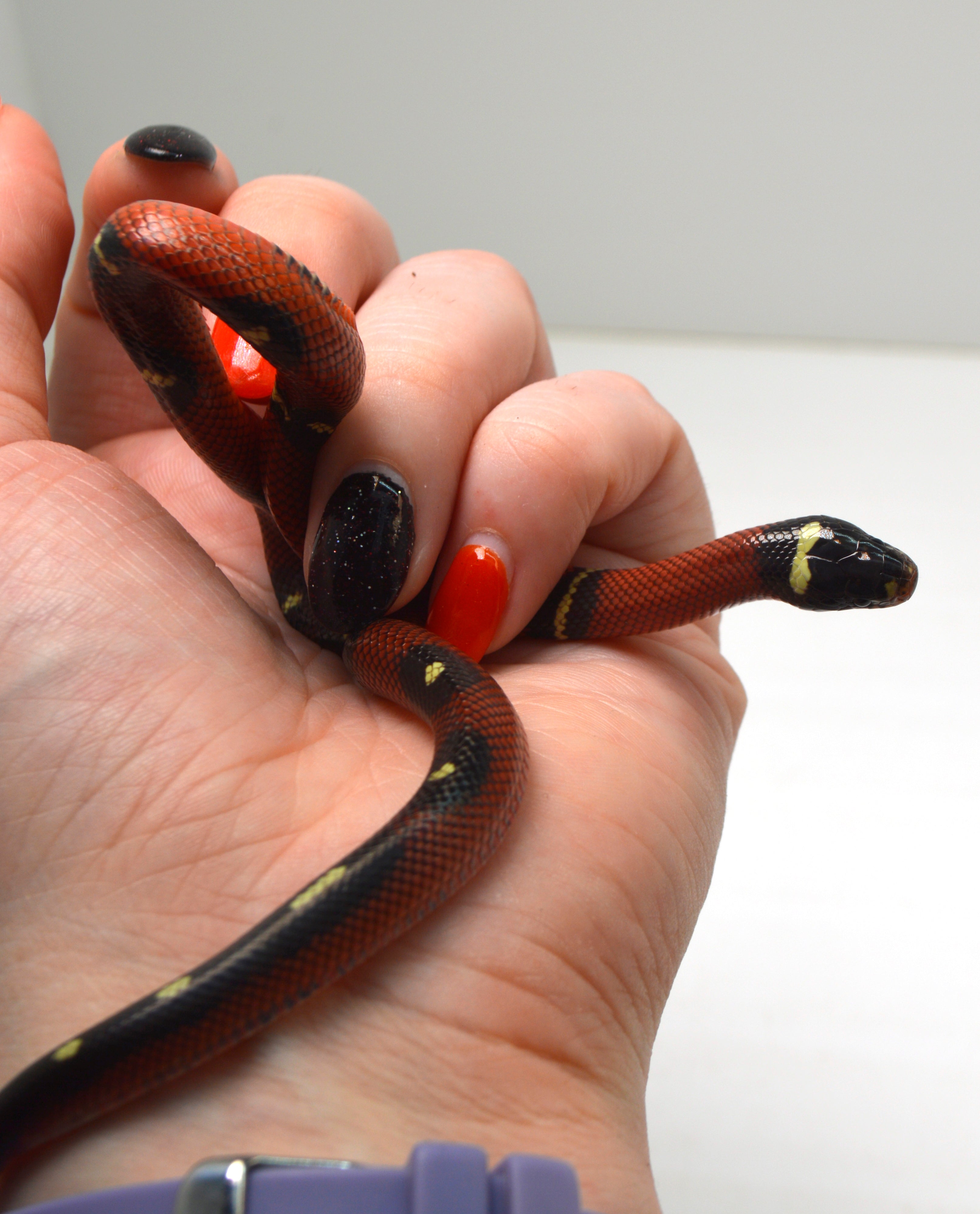 2024 Unsexed Blotched Sinaloan Milk Snake