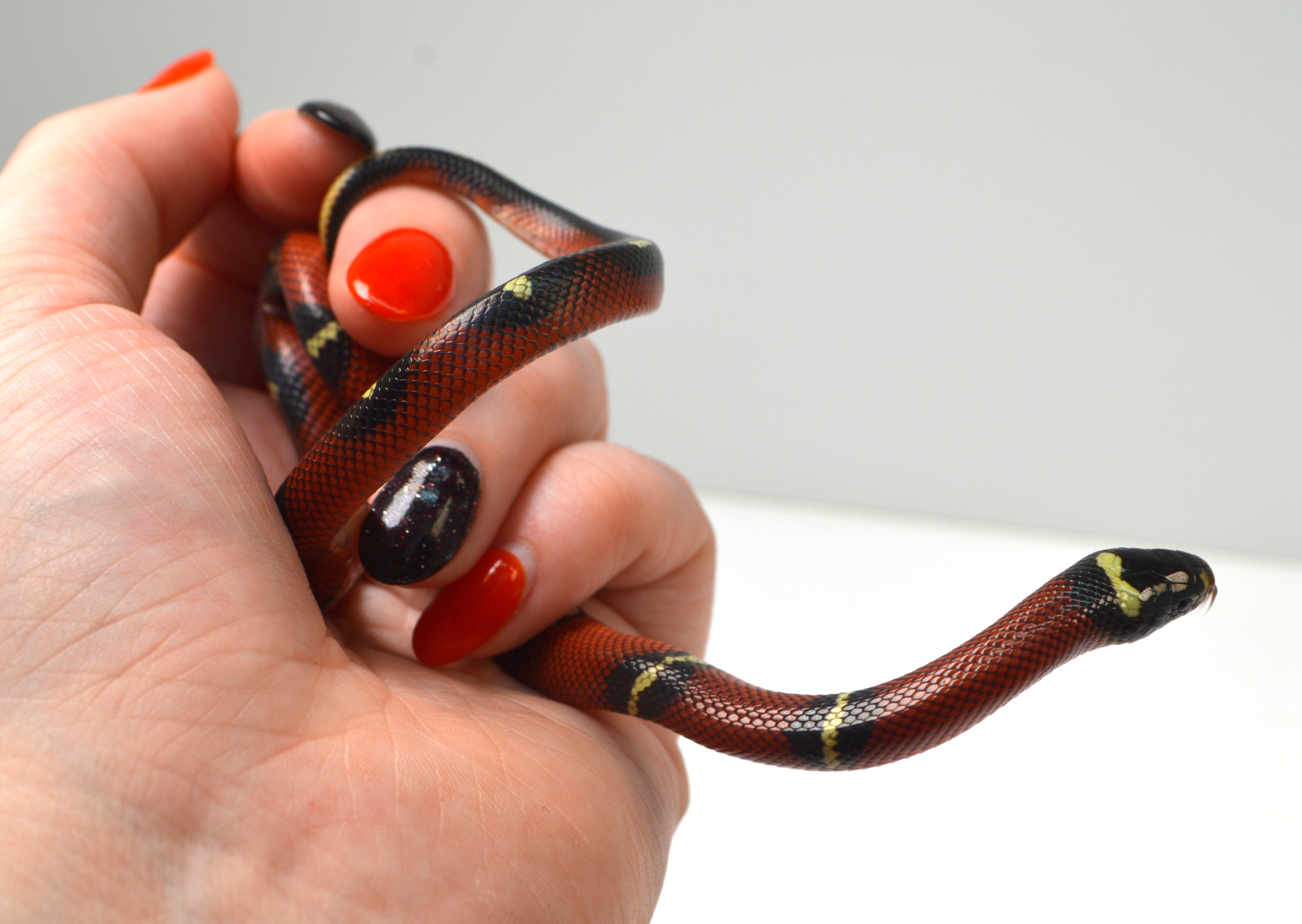 2024 Unsexed Blotched Sinaloan Milk Snake