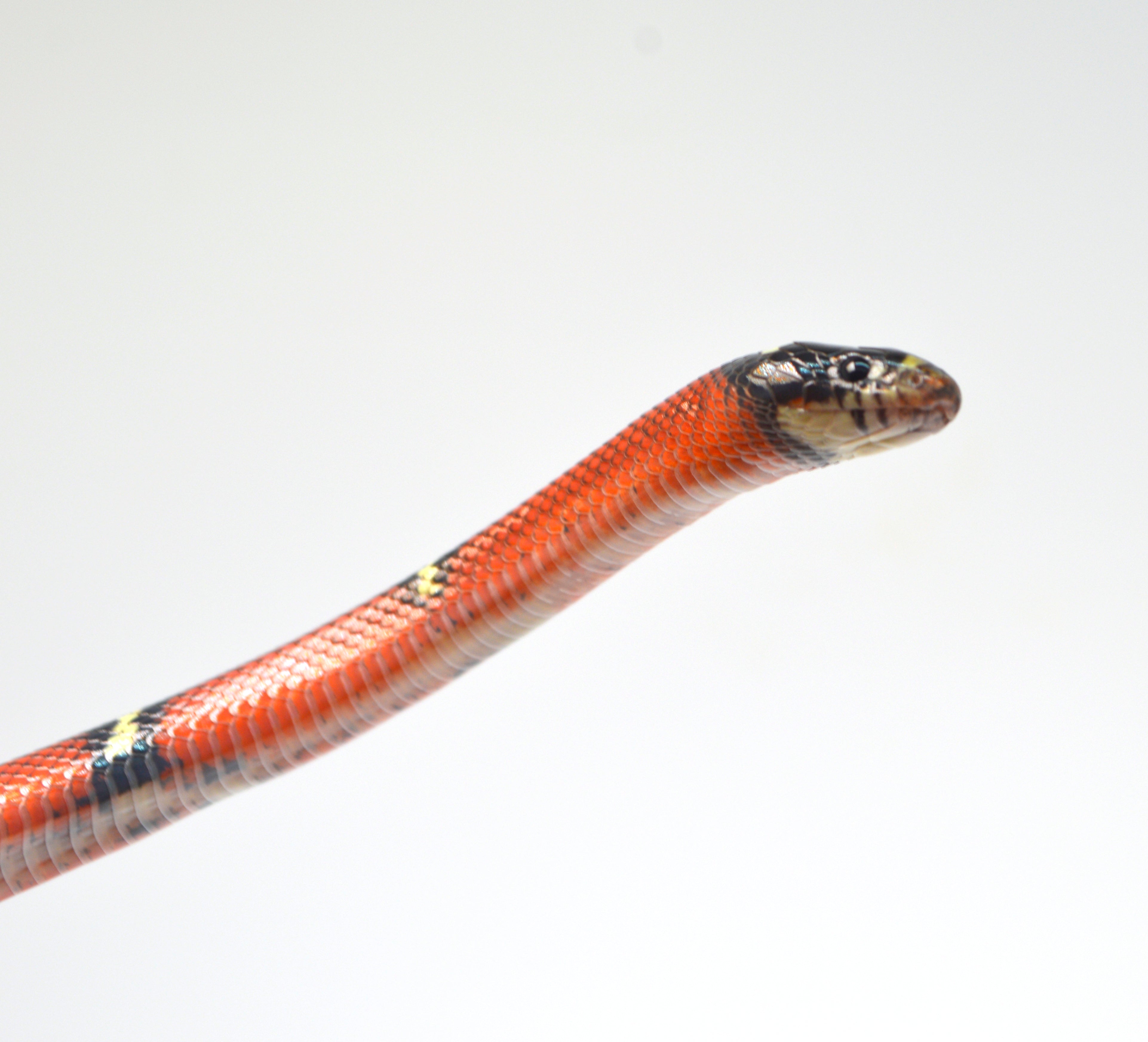 2024 Unsexed Blotched Sinaloan Milk Snake
