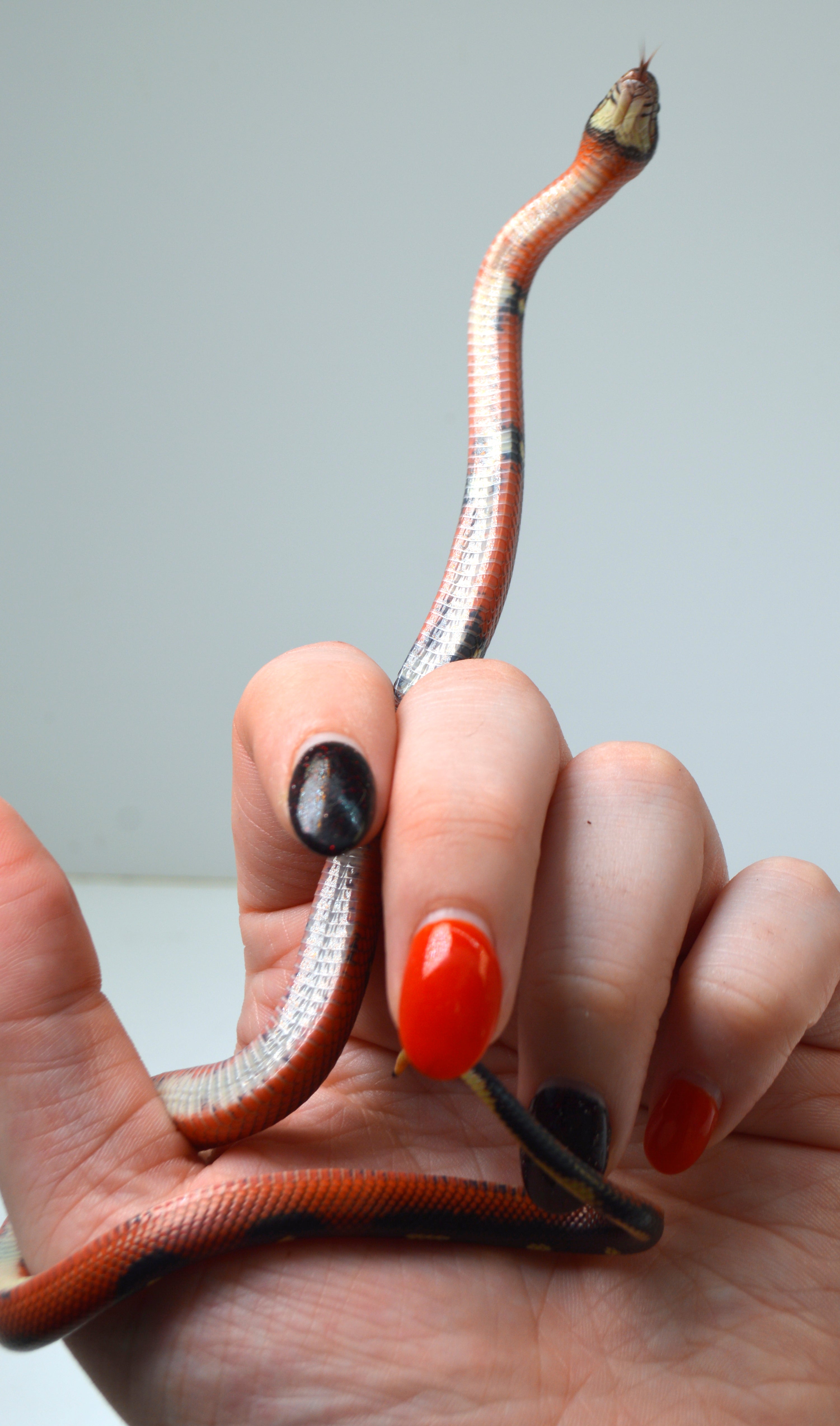 2024 Unsexed Blotched Sinaloan Milk Snake