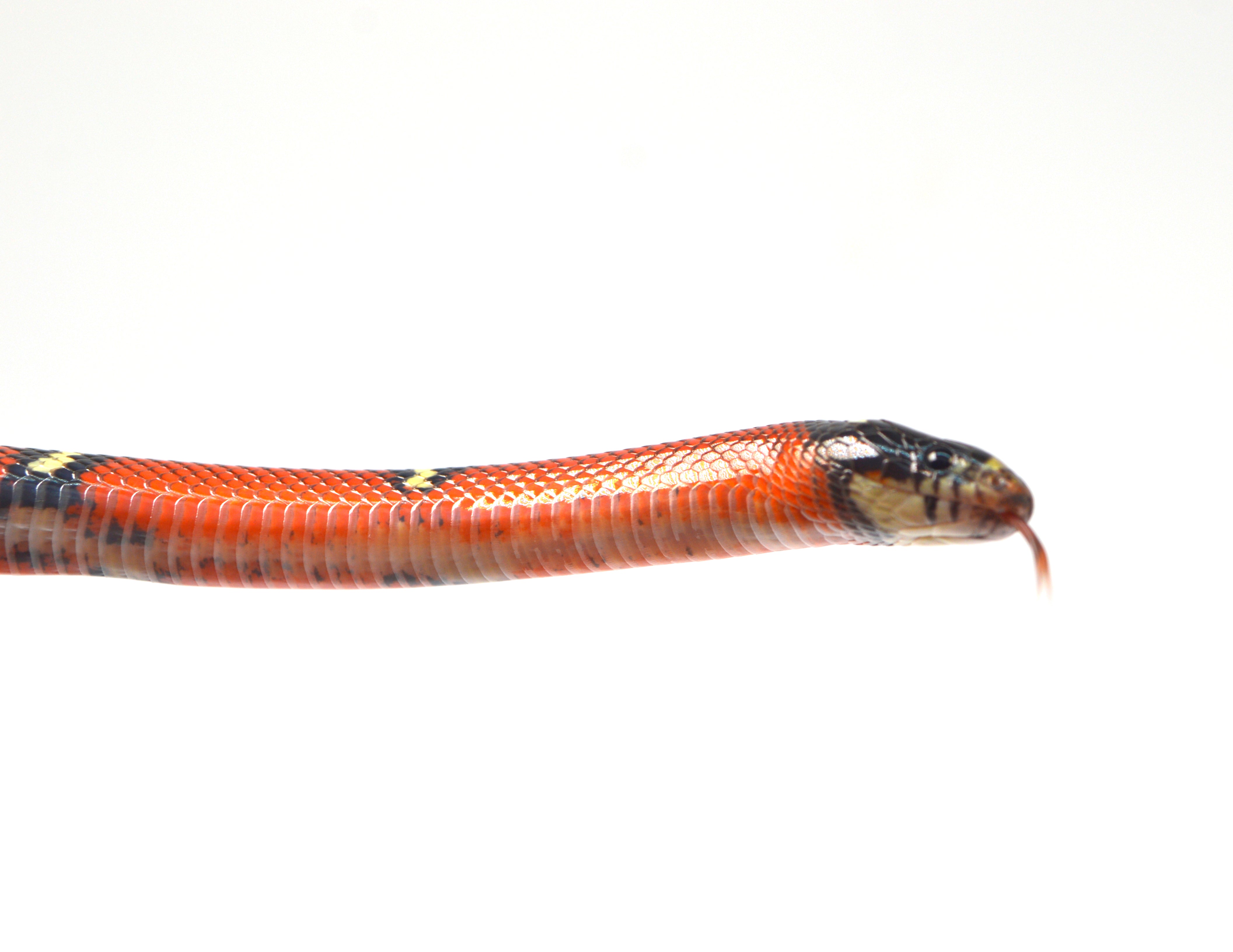 2024 Unsexed Blotched Sinaloan Milk Snake