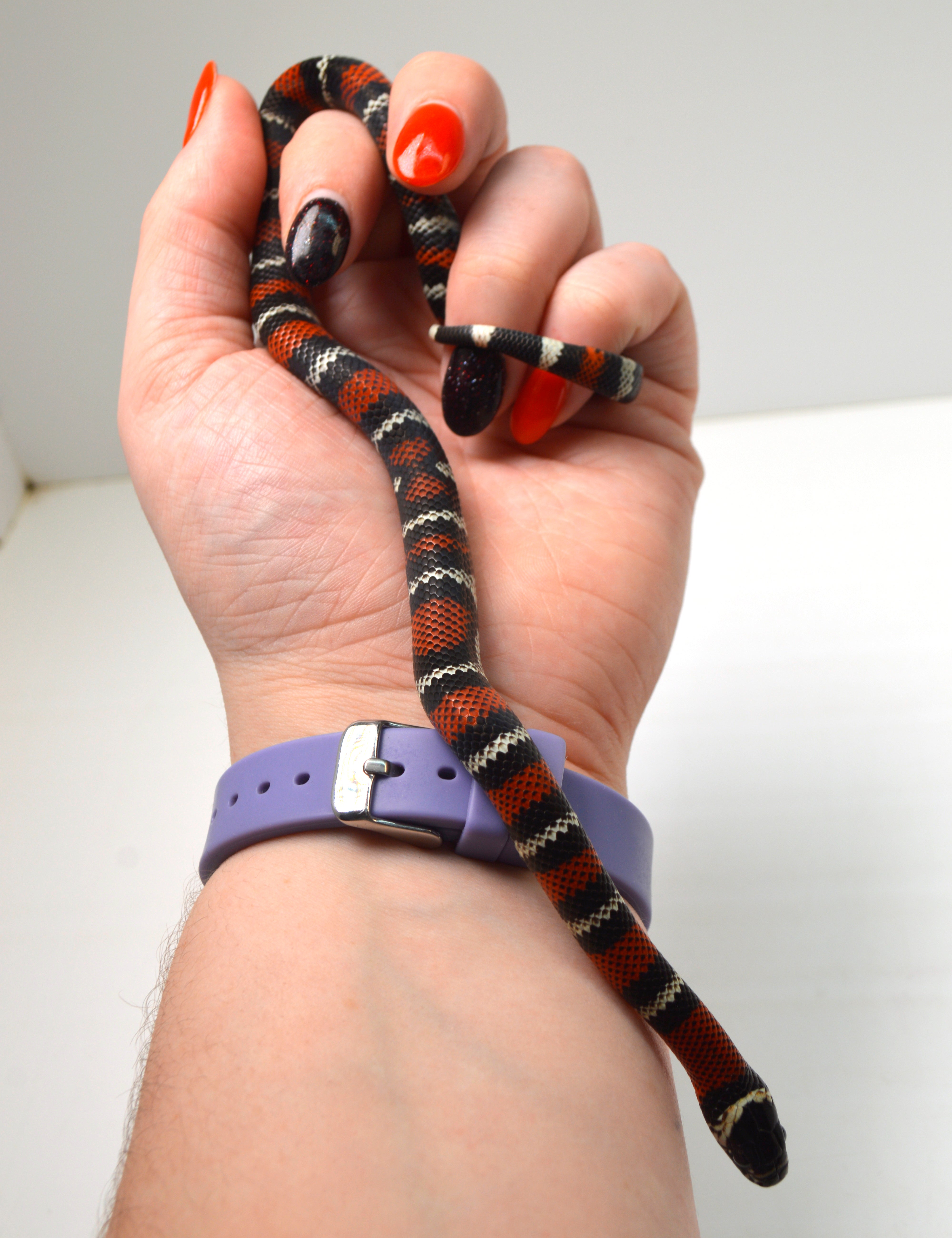 2024 CBB Male Black Milk Snake