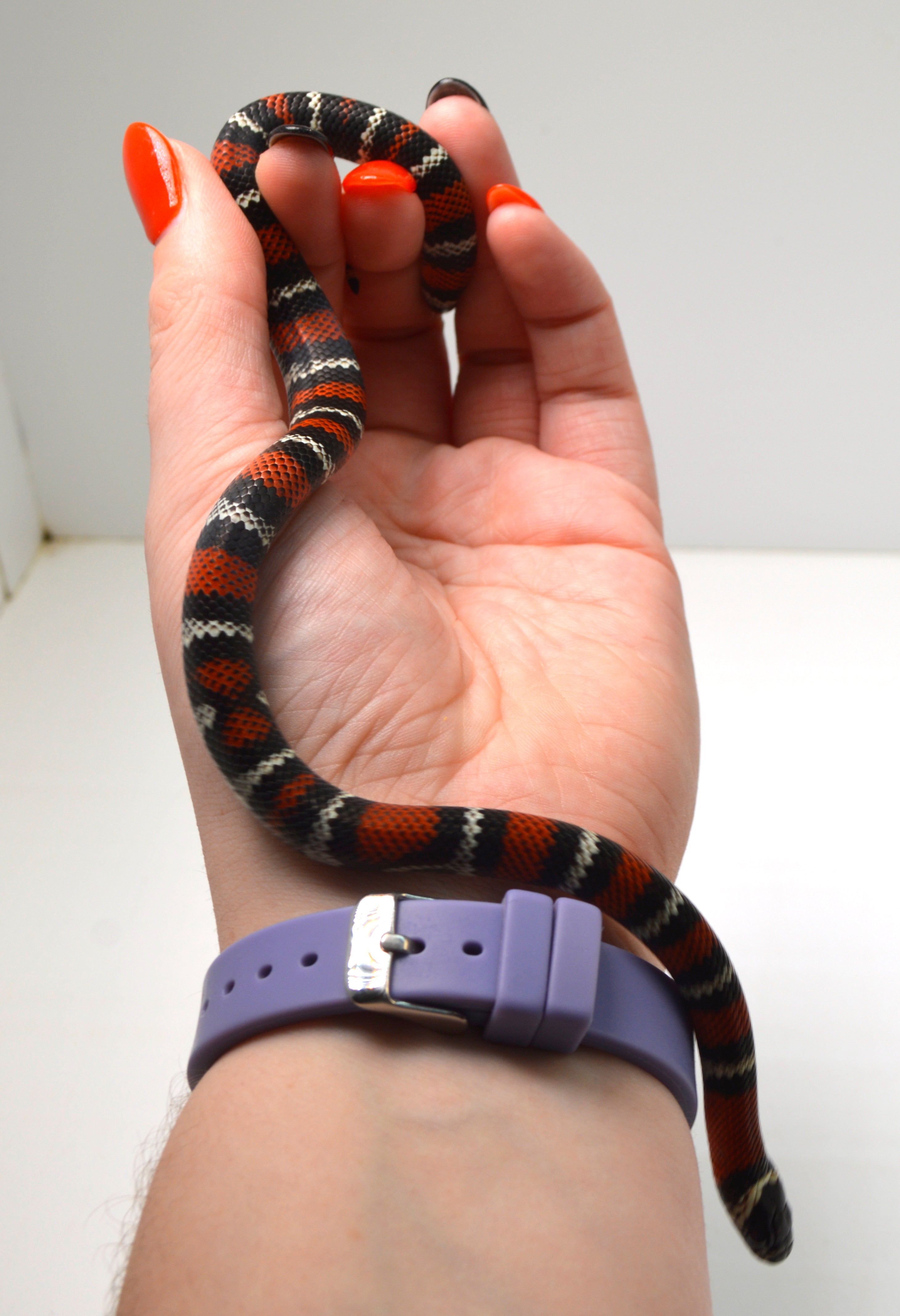 2024 CBB Male Black Milk Snake