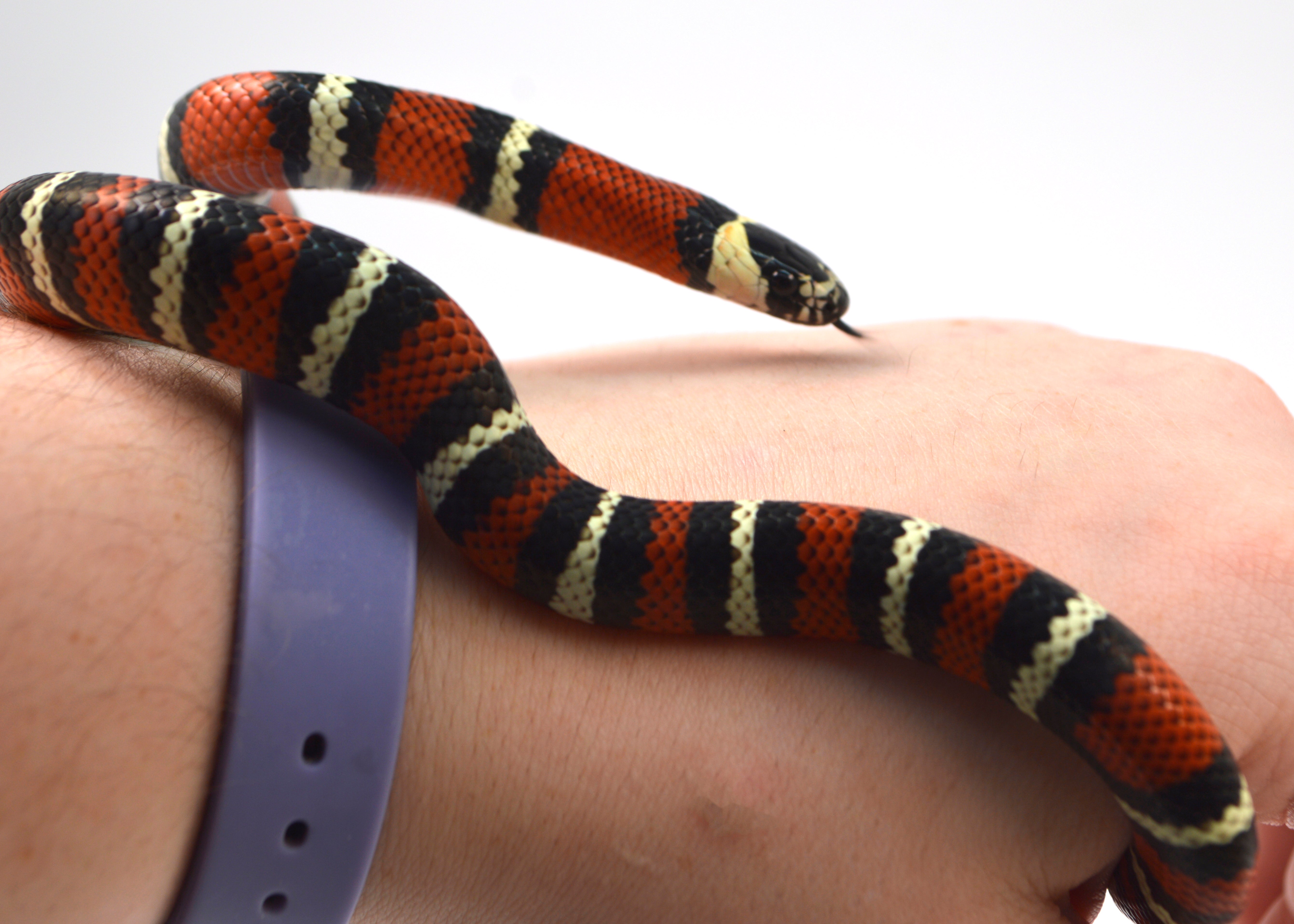 "Ichabod" 2024 CBB Male Black Milk Snake