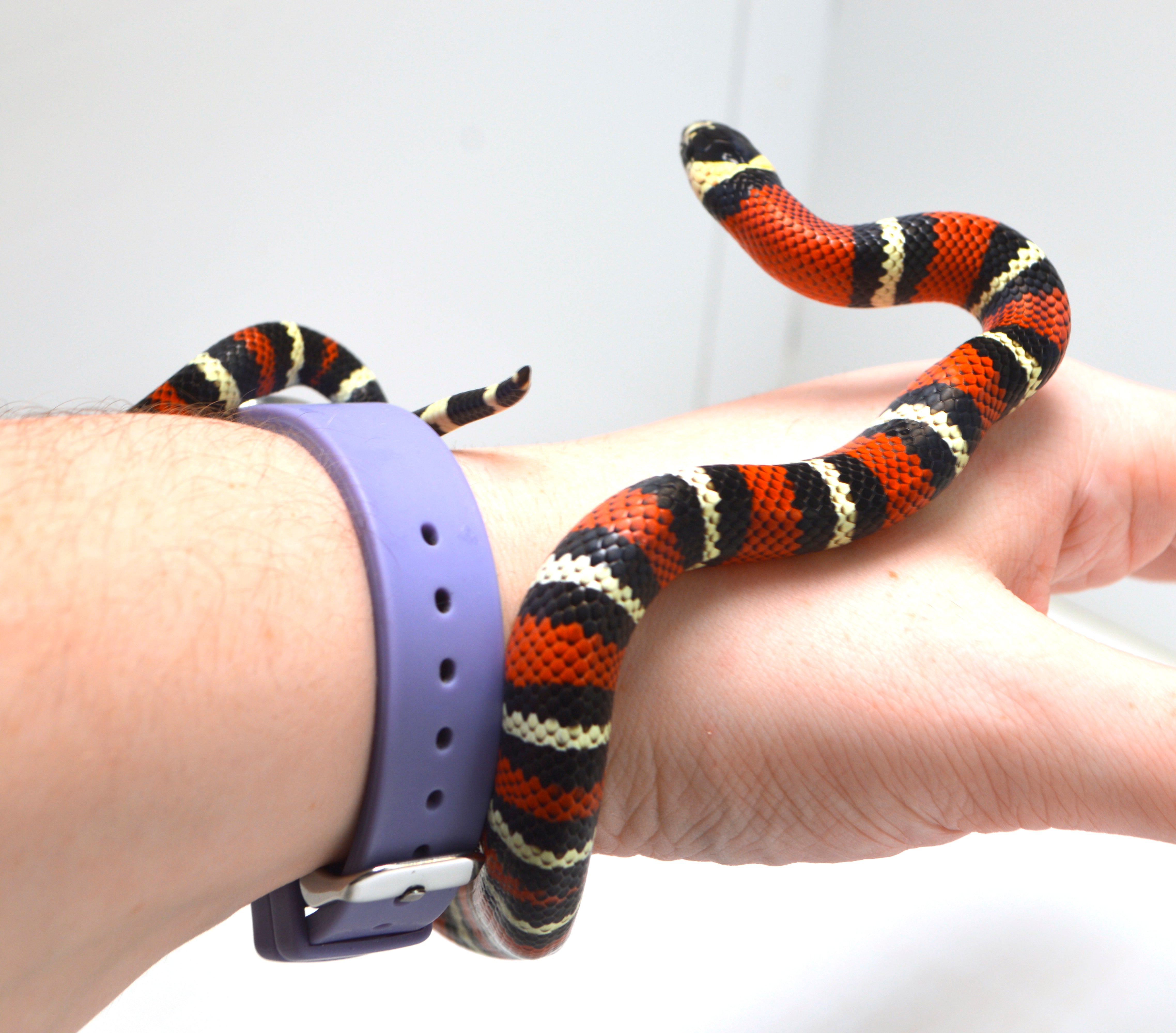 "Ichabod" 2024 CBB Male Black Milk Snake