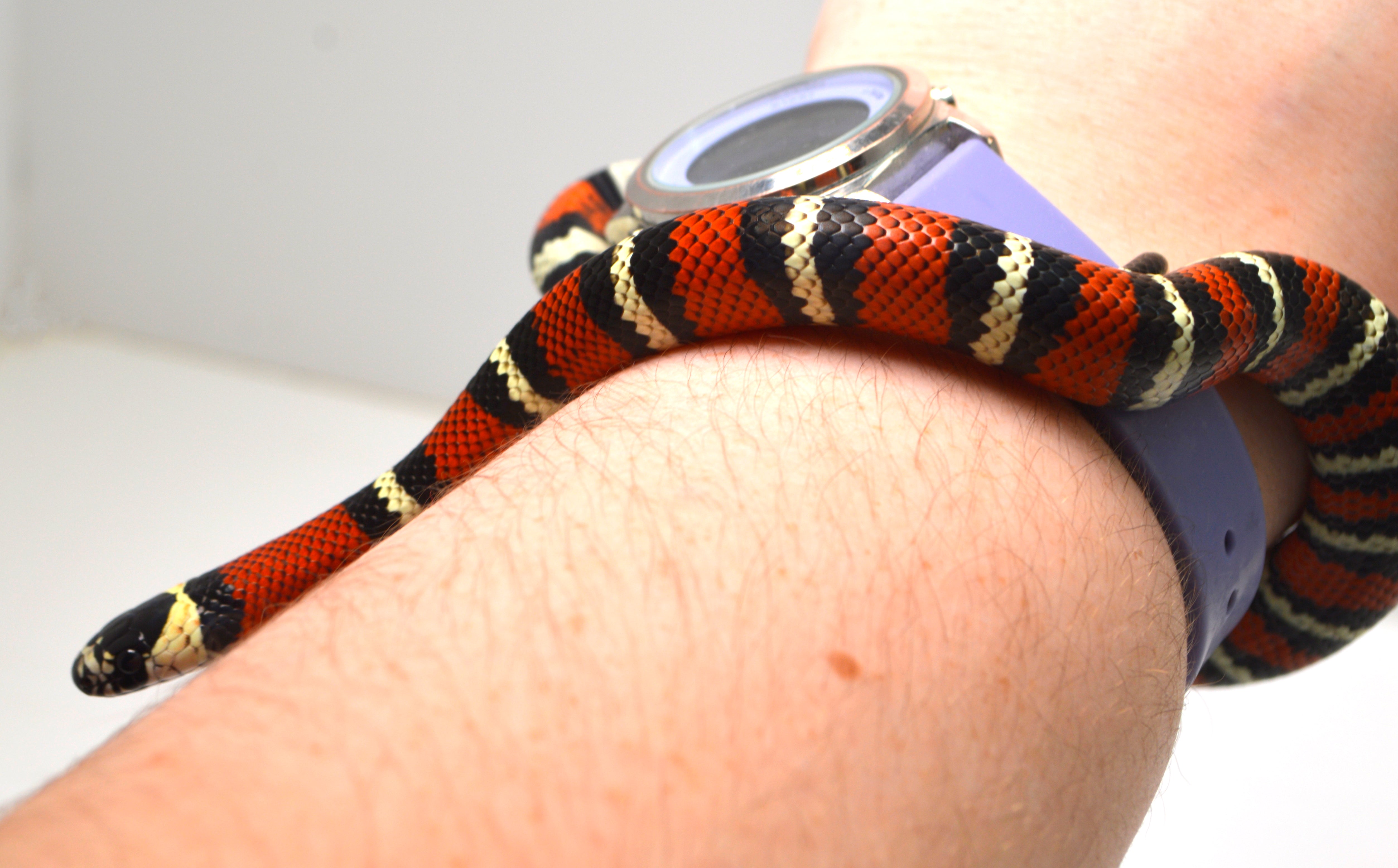 "Ichabod" 2024 CBB Male Black Milk Snake