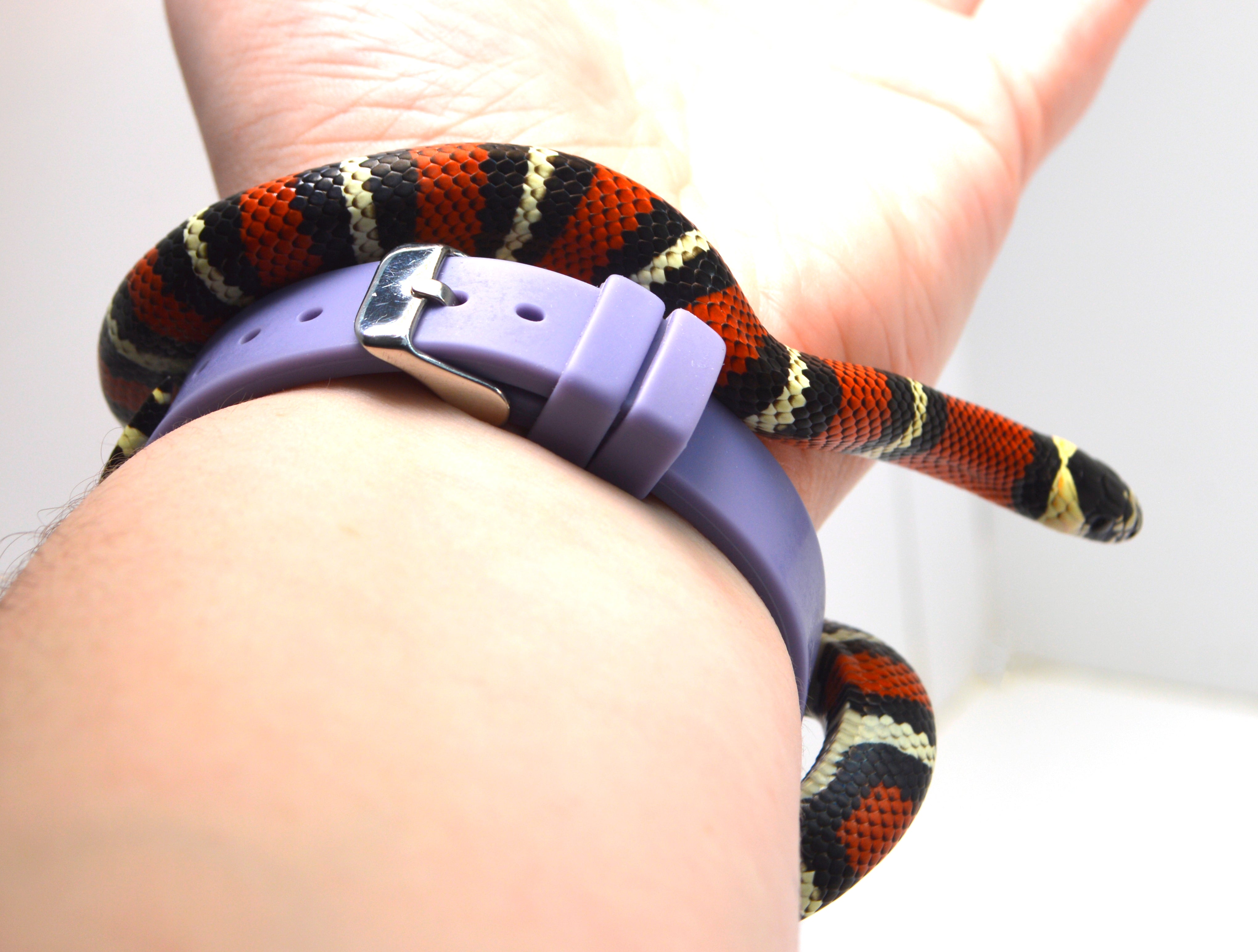 "Ichabod" 2024 CBB Male Black Milk Snake