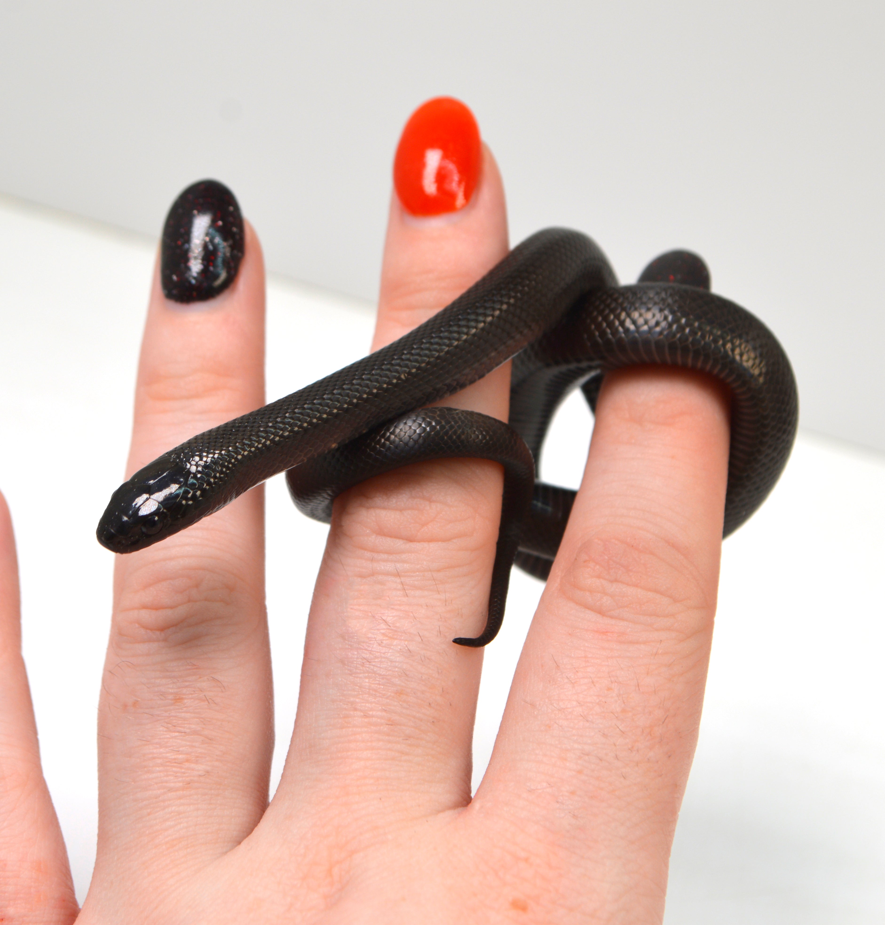 "Shade" 2024 CBB Male Mexican Black King Snake