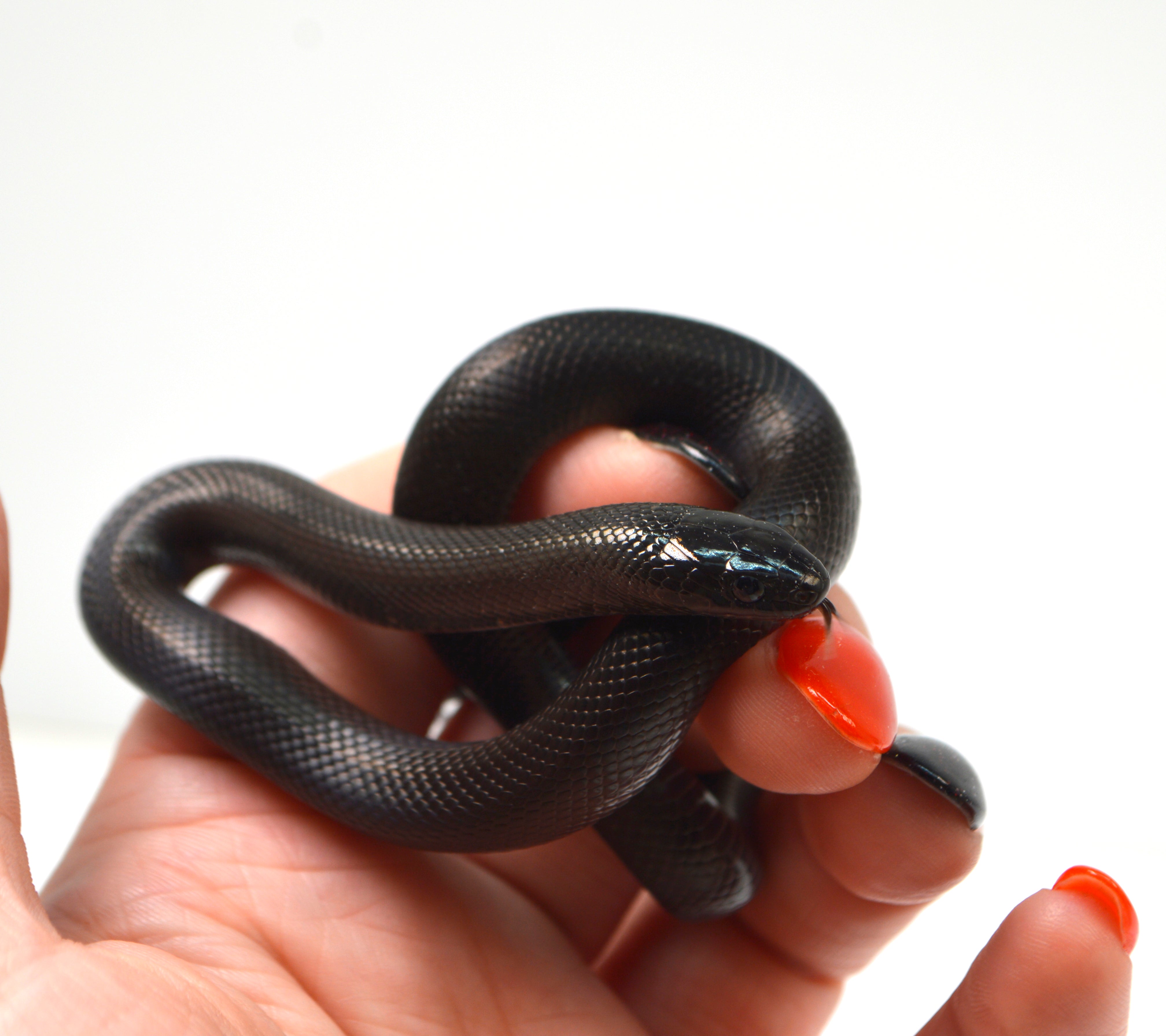 "Shade" 2024 CBB Male Mexican Black King Snake