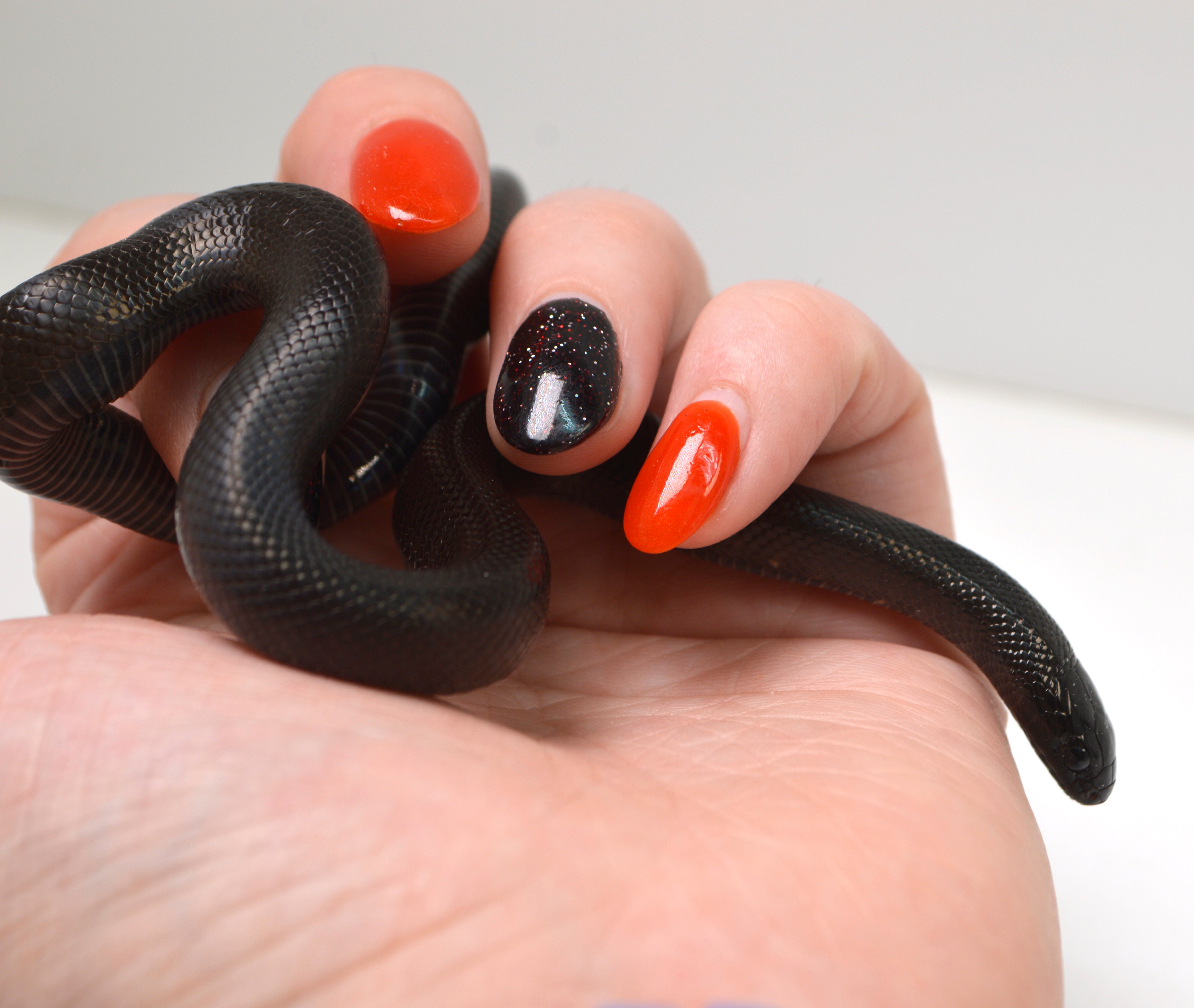 "Shade" 2024 CBB Male Mexican Black King Snake