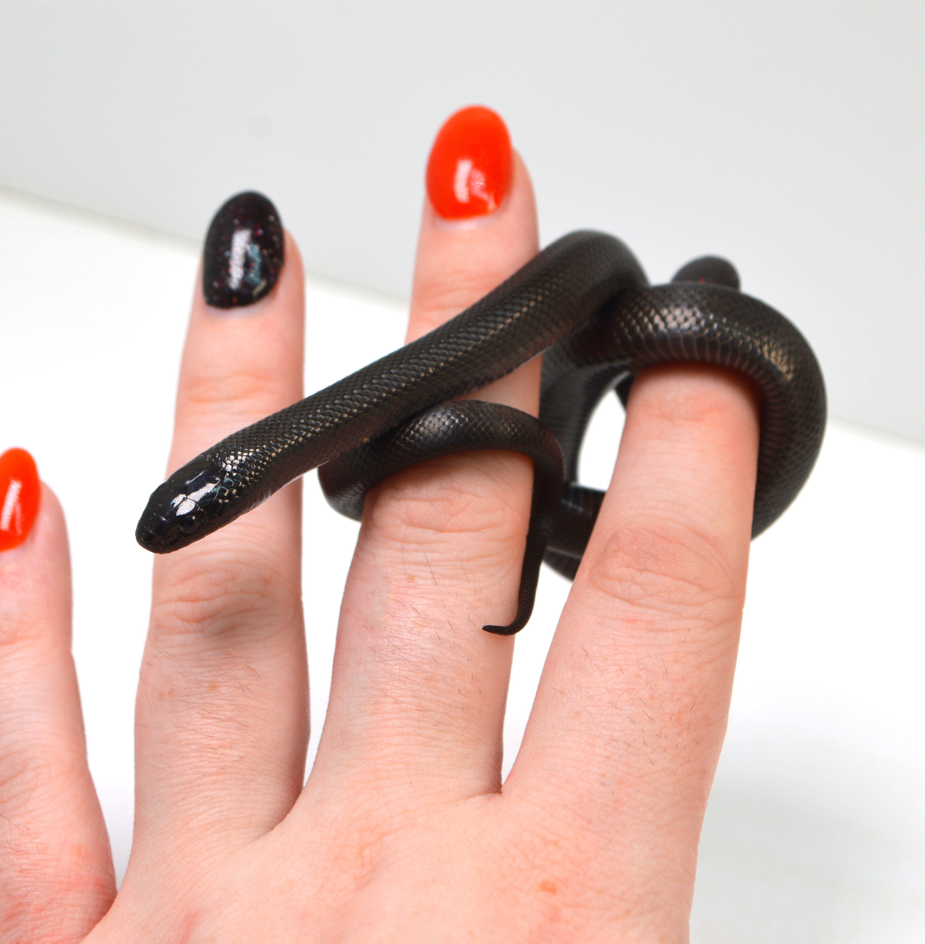 "Shade" 2024 CBB Male Mexican Black King Snake